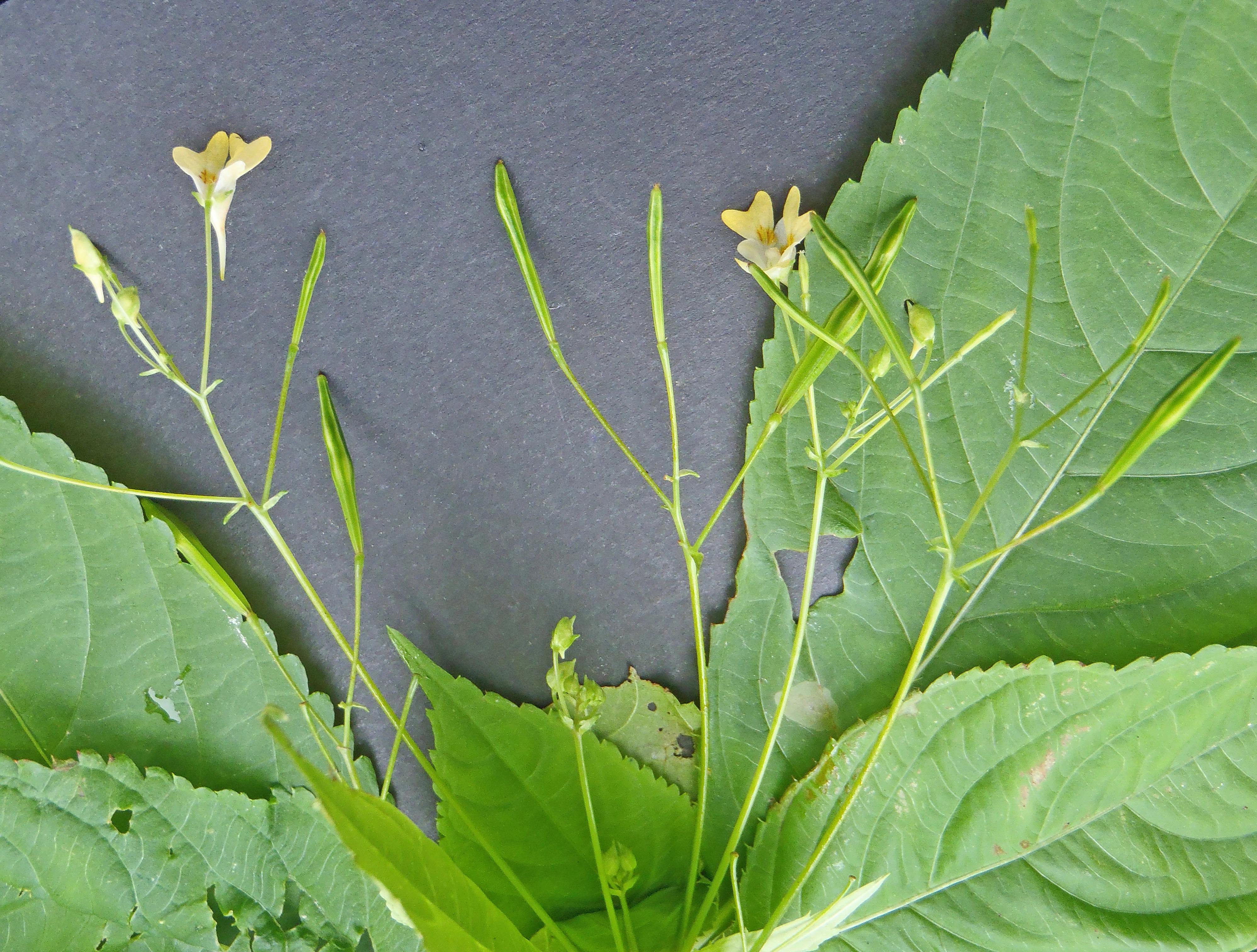 : Impatiens parviflora.