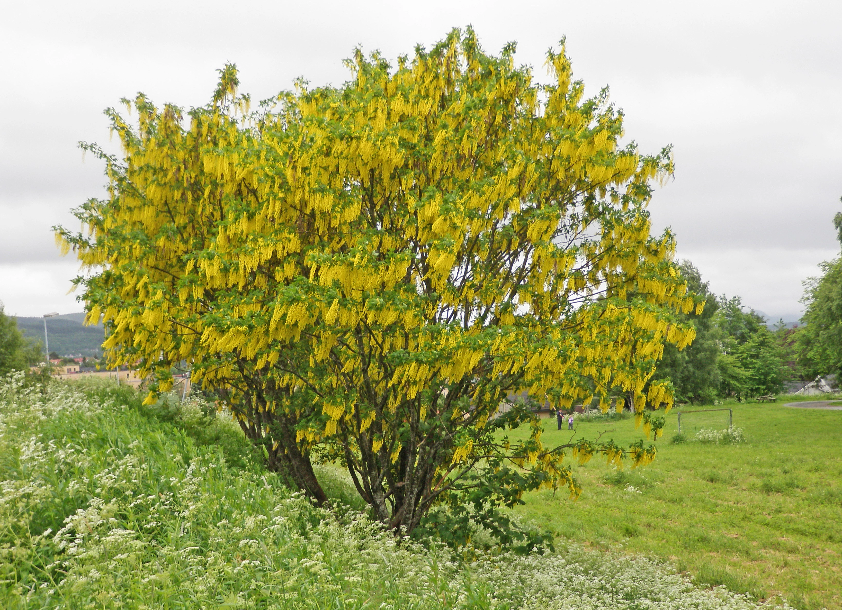 : Laburnum alpinum.