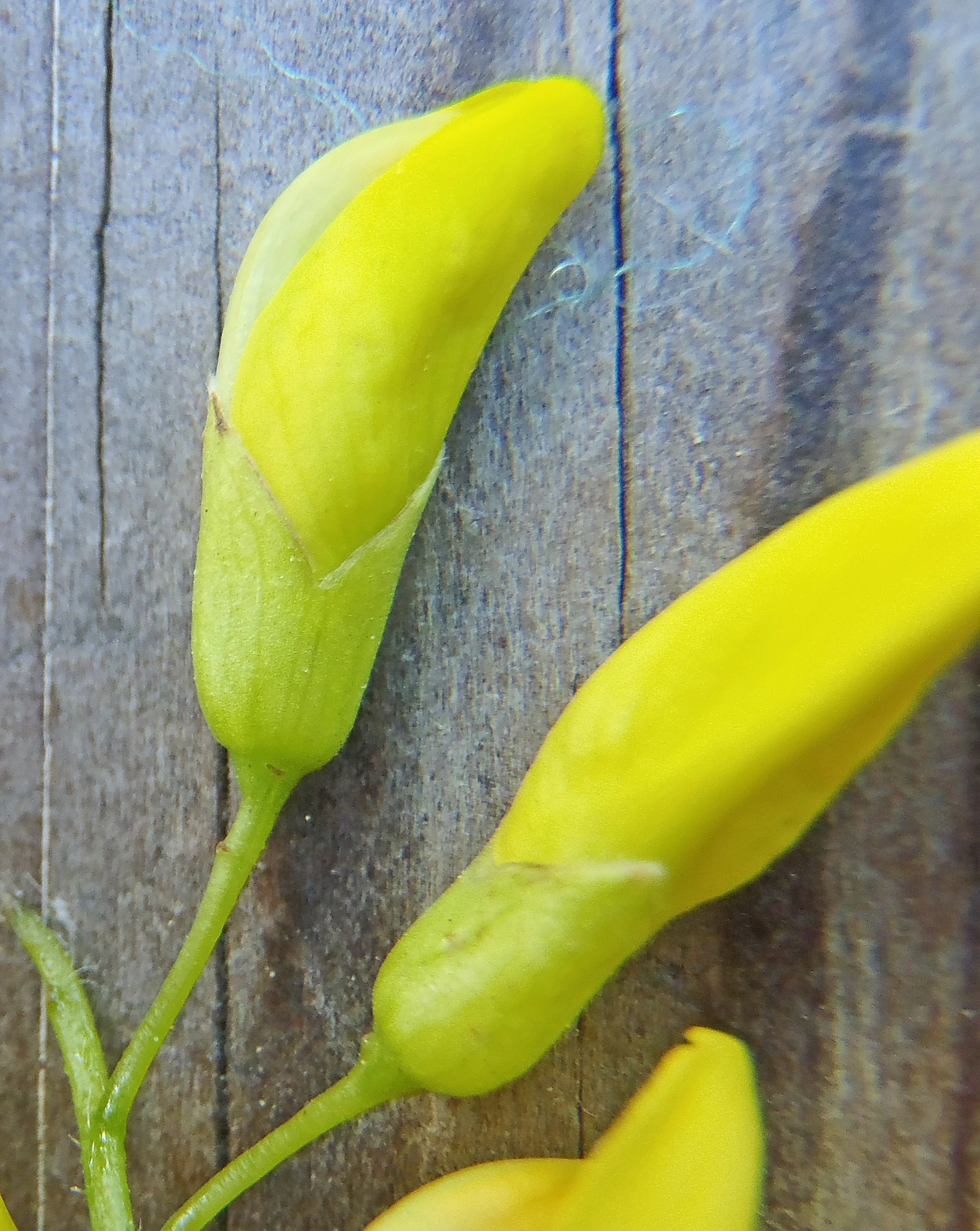 : Laburnum alpinum.