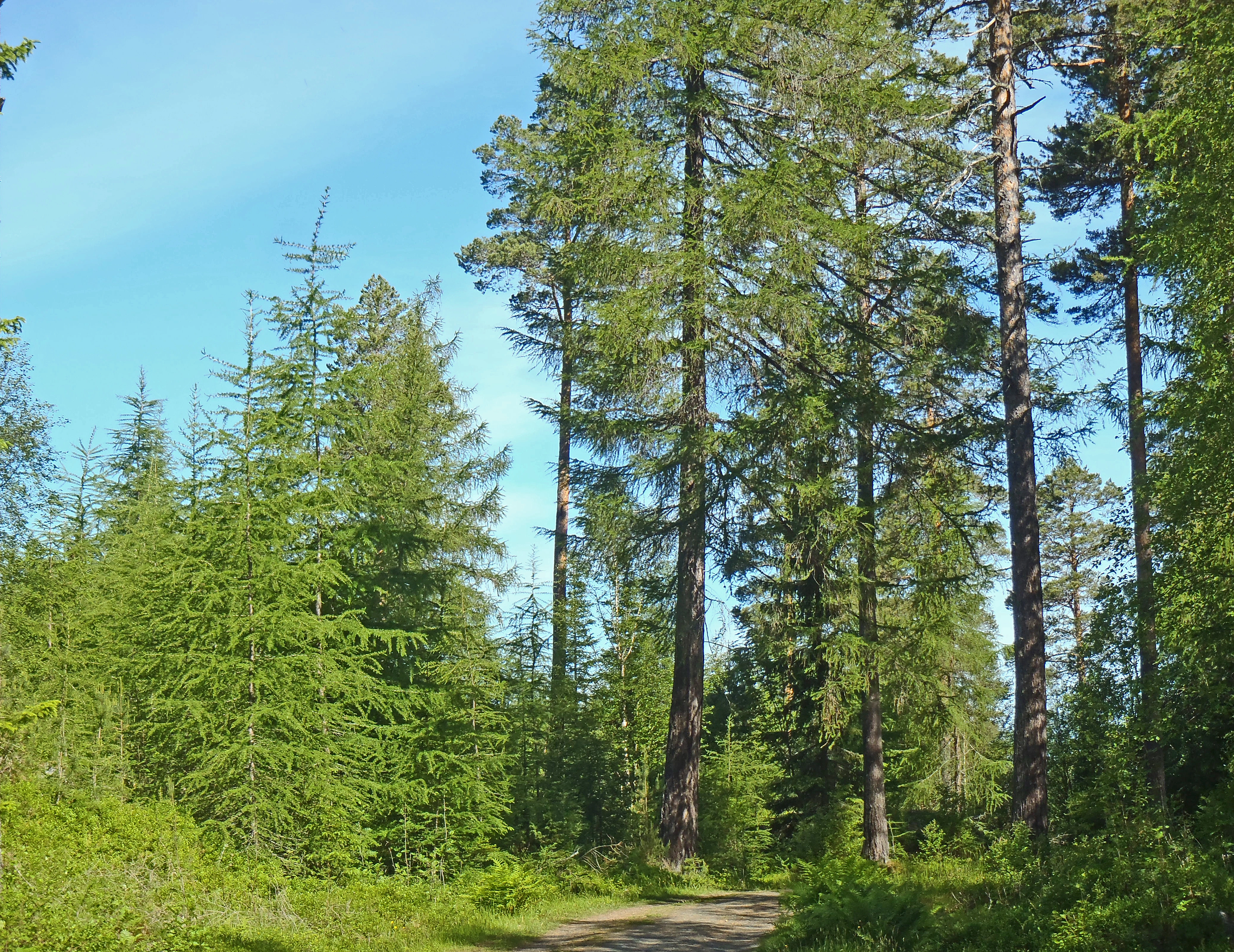 : Larix decidua.