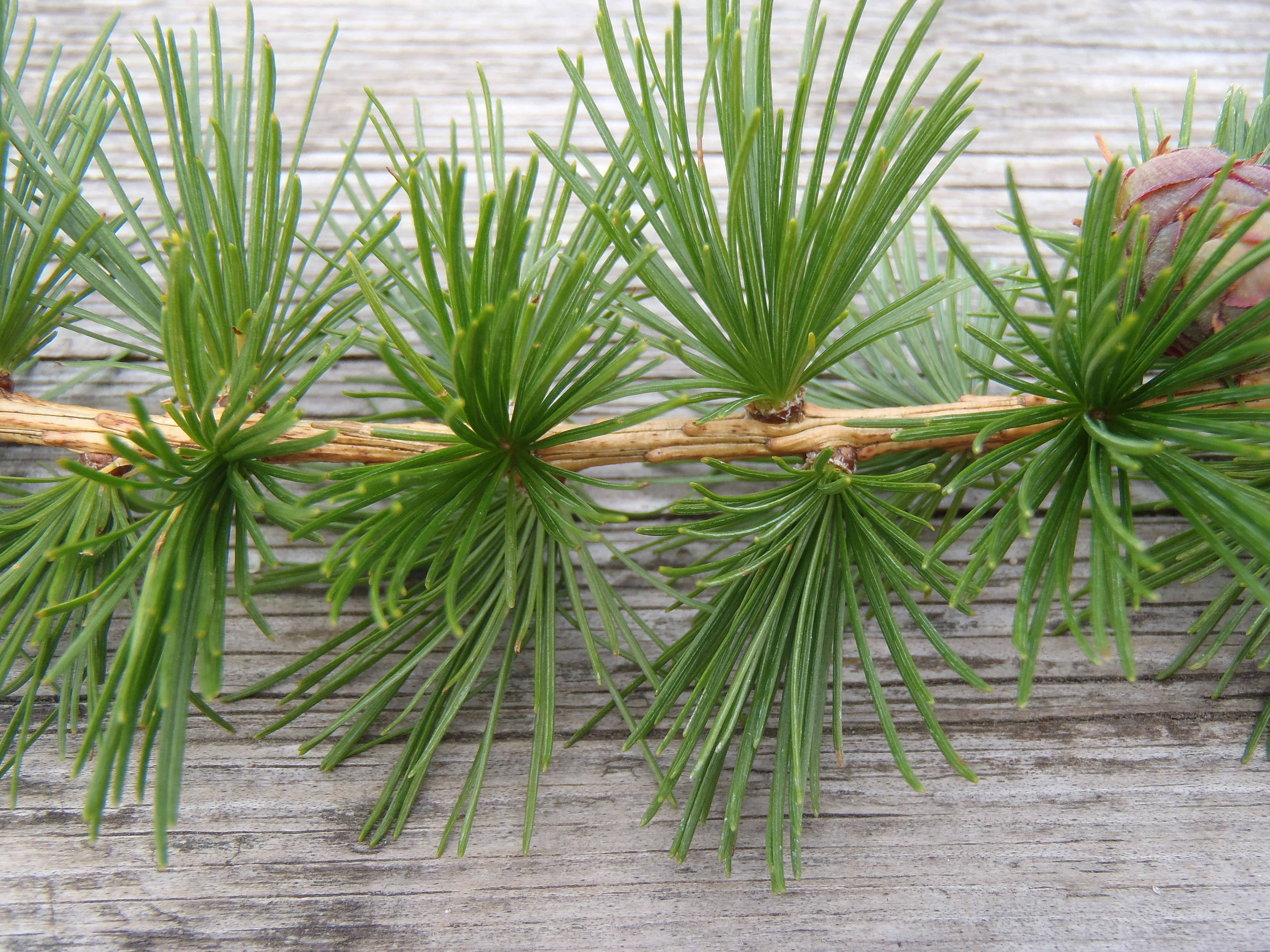 : Larix decidua.