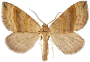 : Scotopteryx chenopodiata.