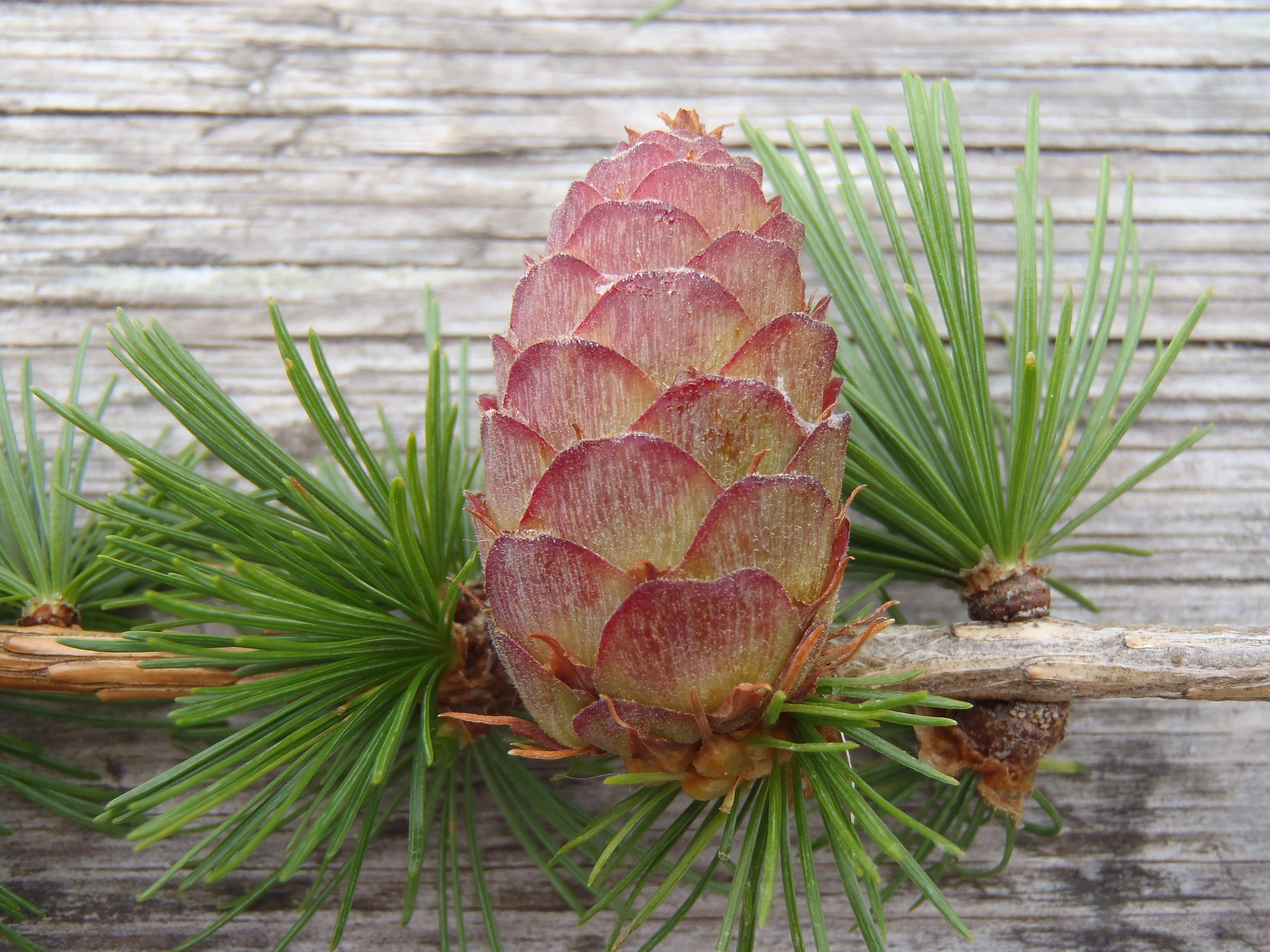 : Larix decidua.