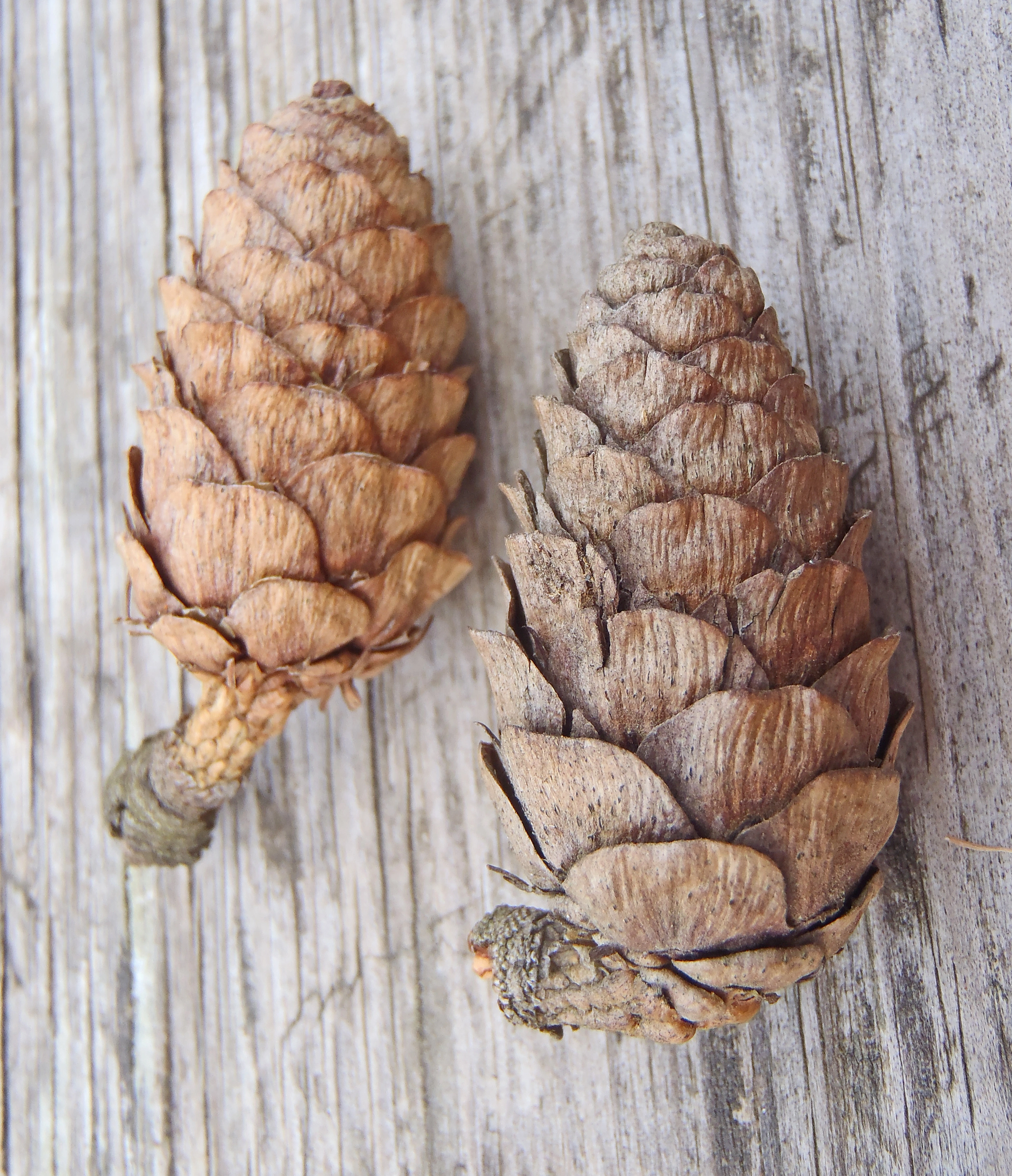 : Larix decidua.