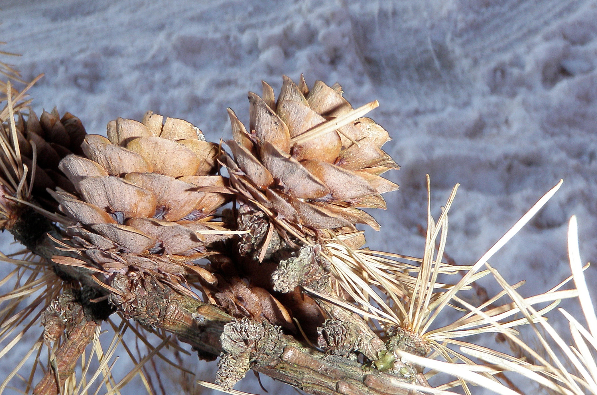 : Larix kaempferi.