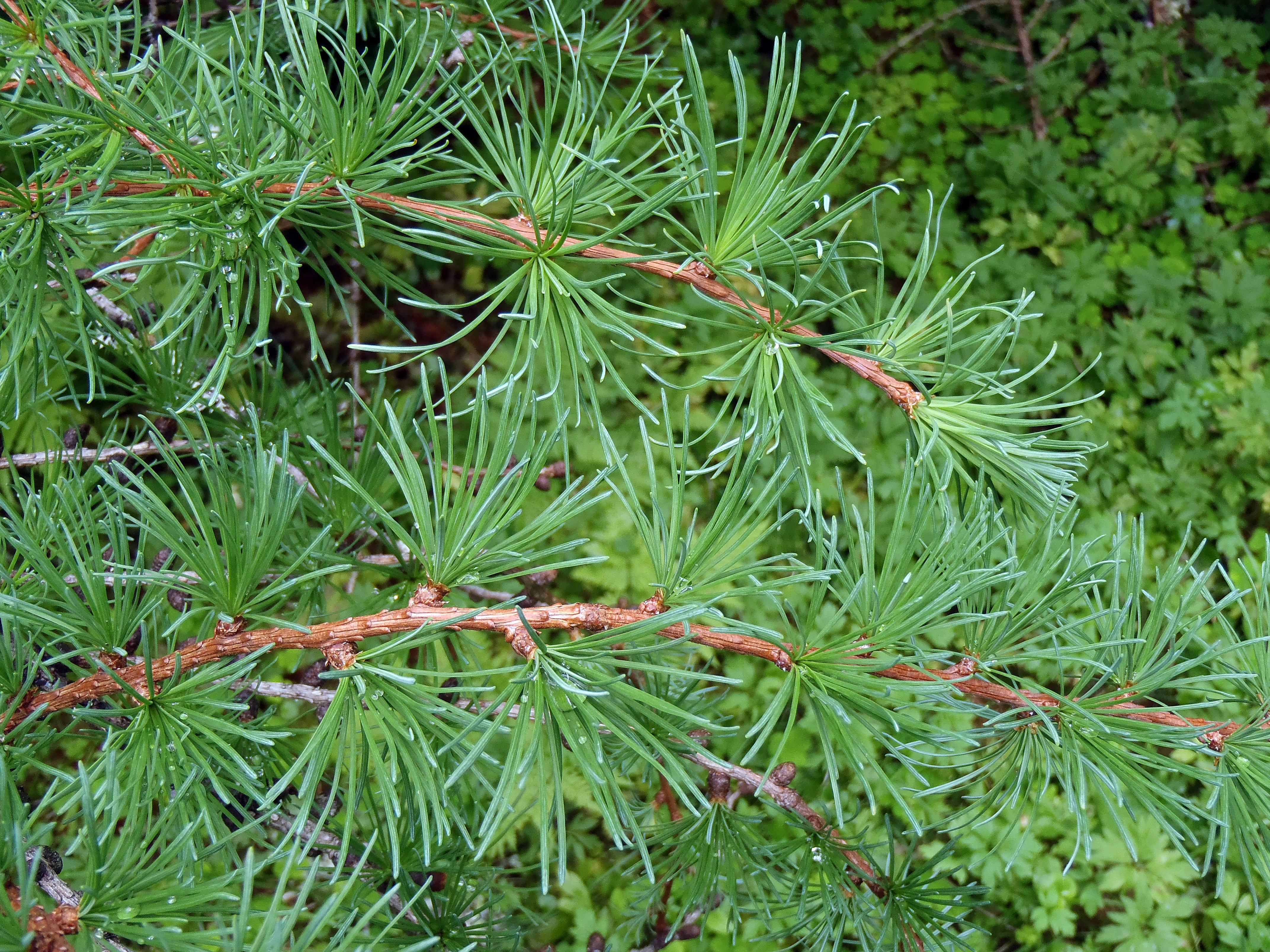 : Larix kaempferi.