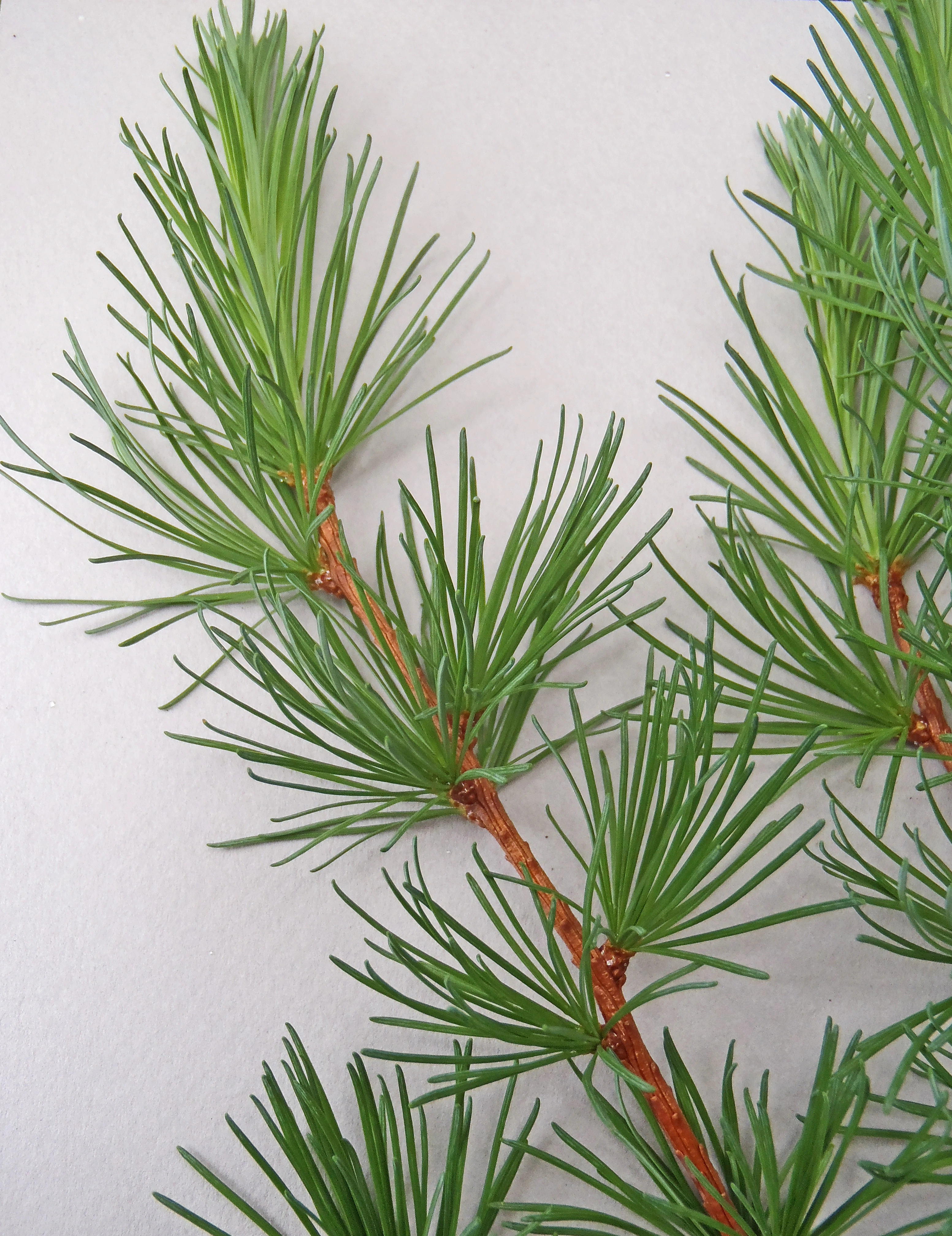 : Larix kaempferi.