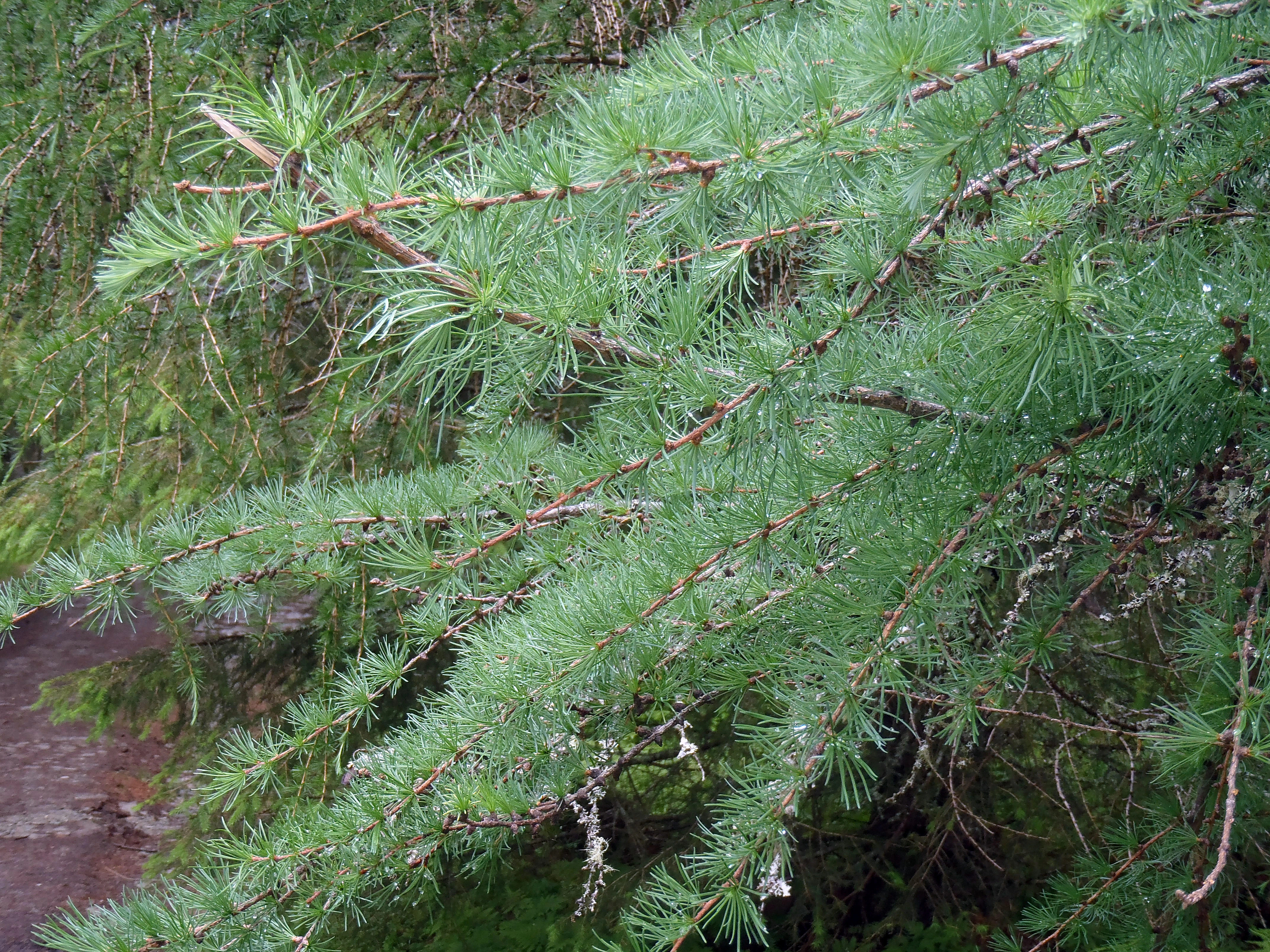 : Larix kaempferi.