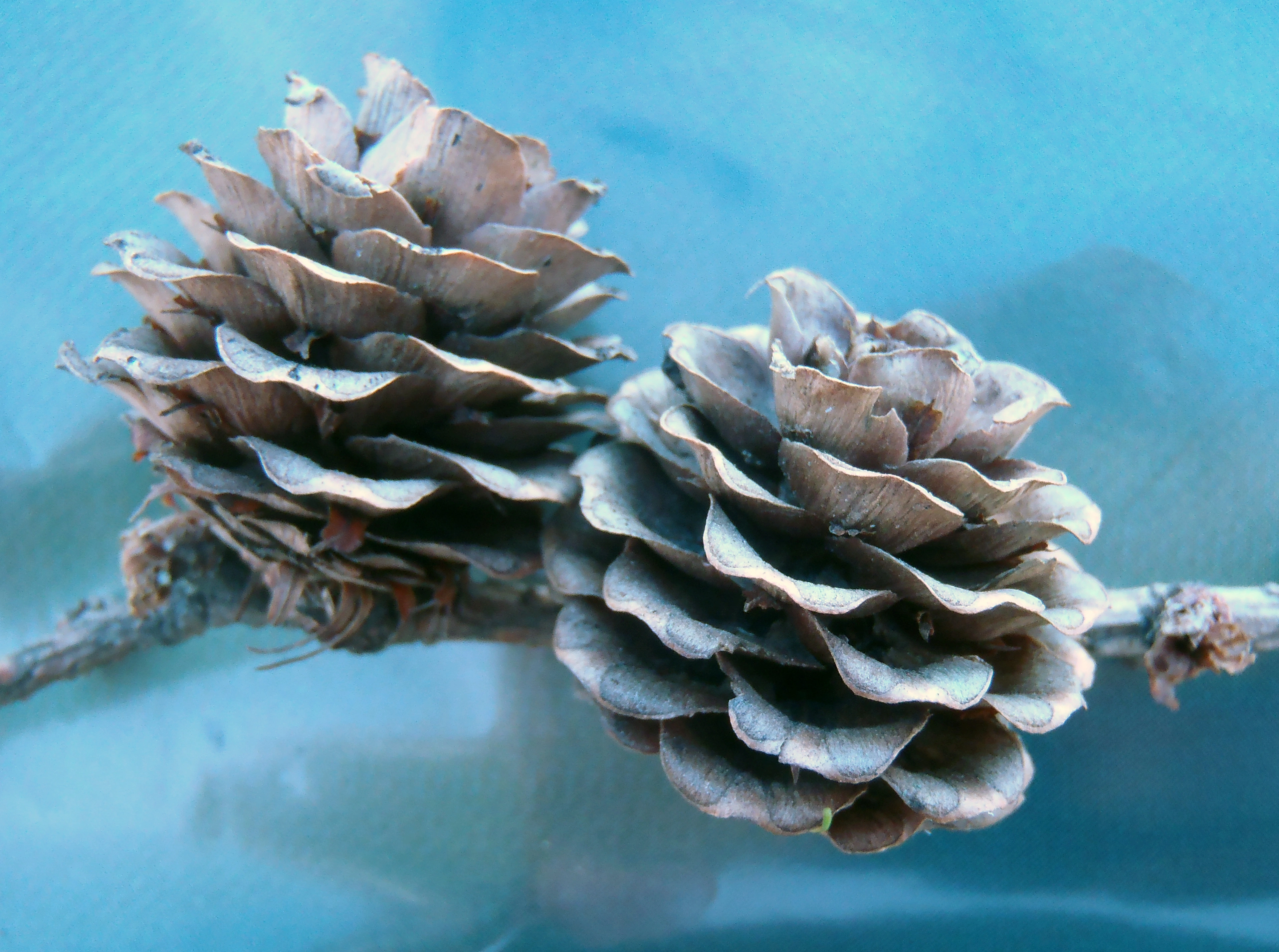 : Larix kaempferi.