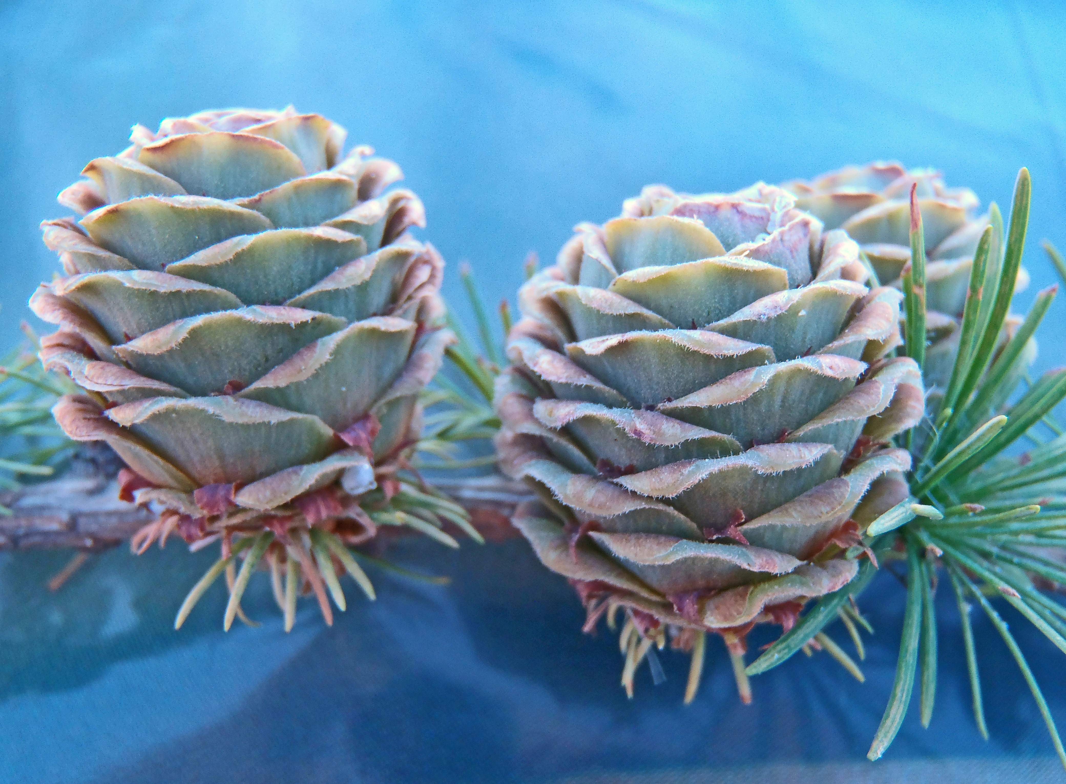 : Larix kaempferi.