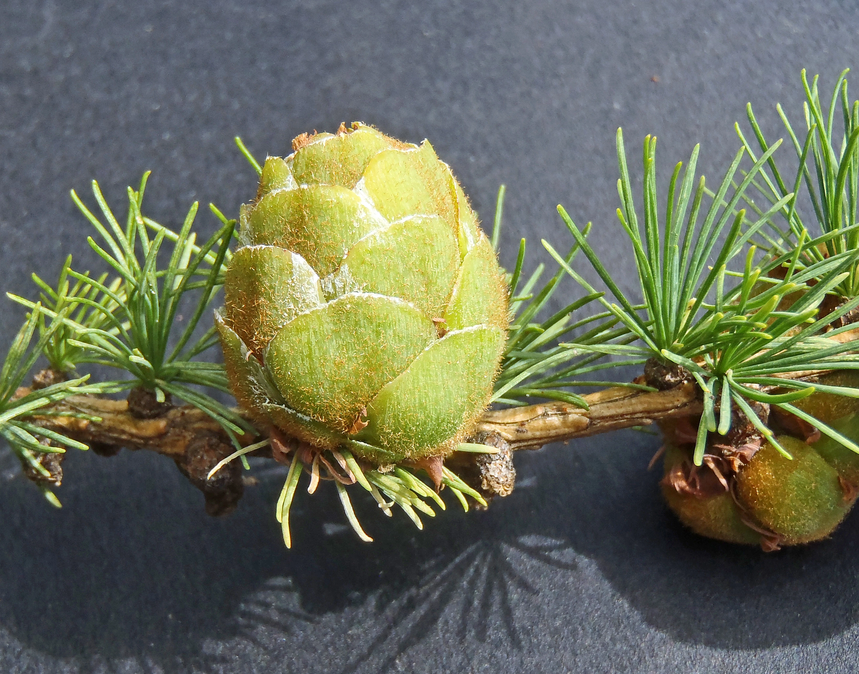 : Larix sibirica.