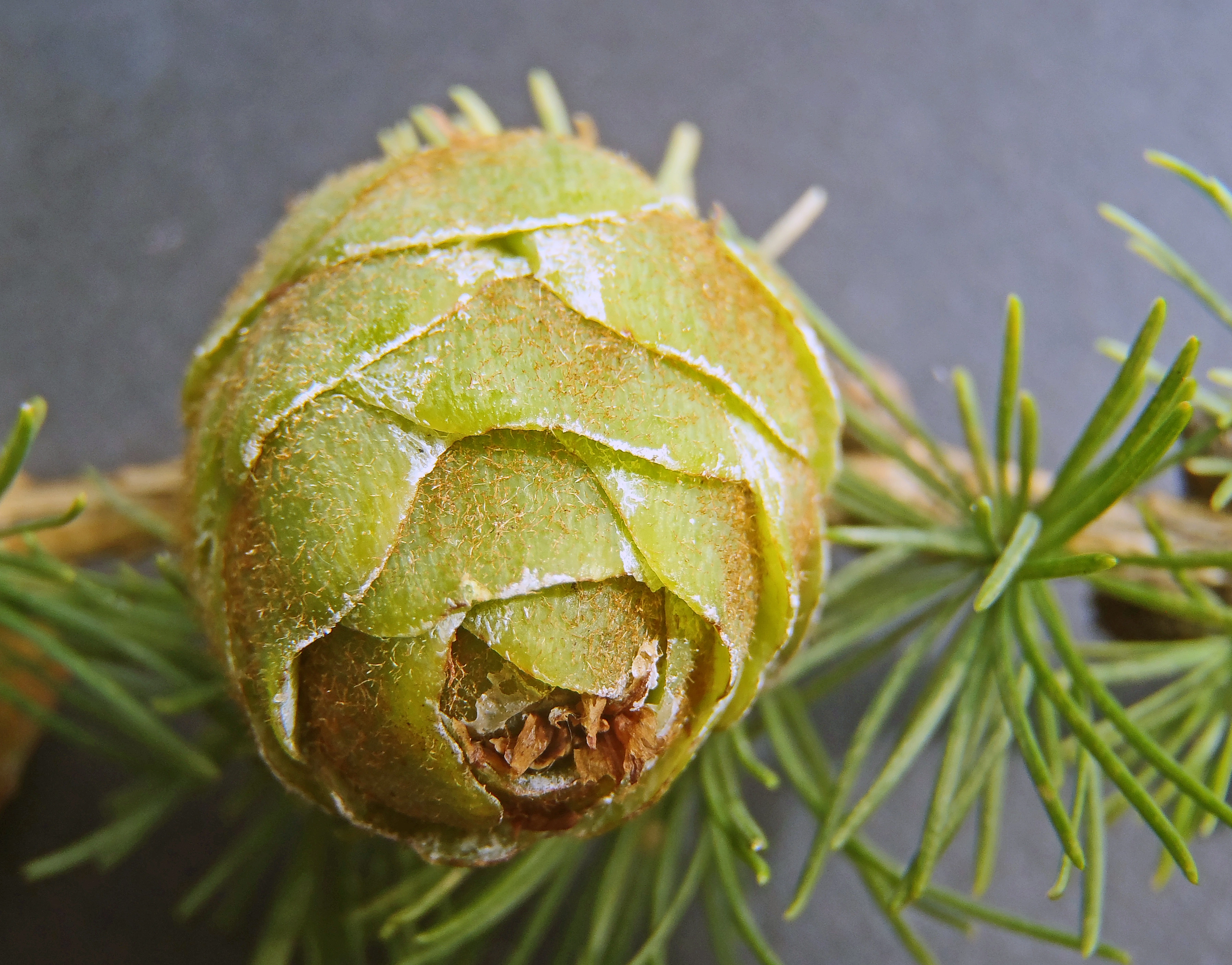 : Larix sibirica.