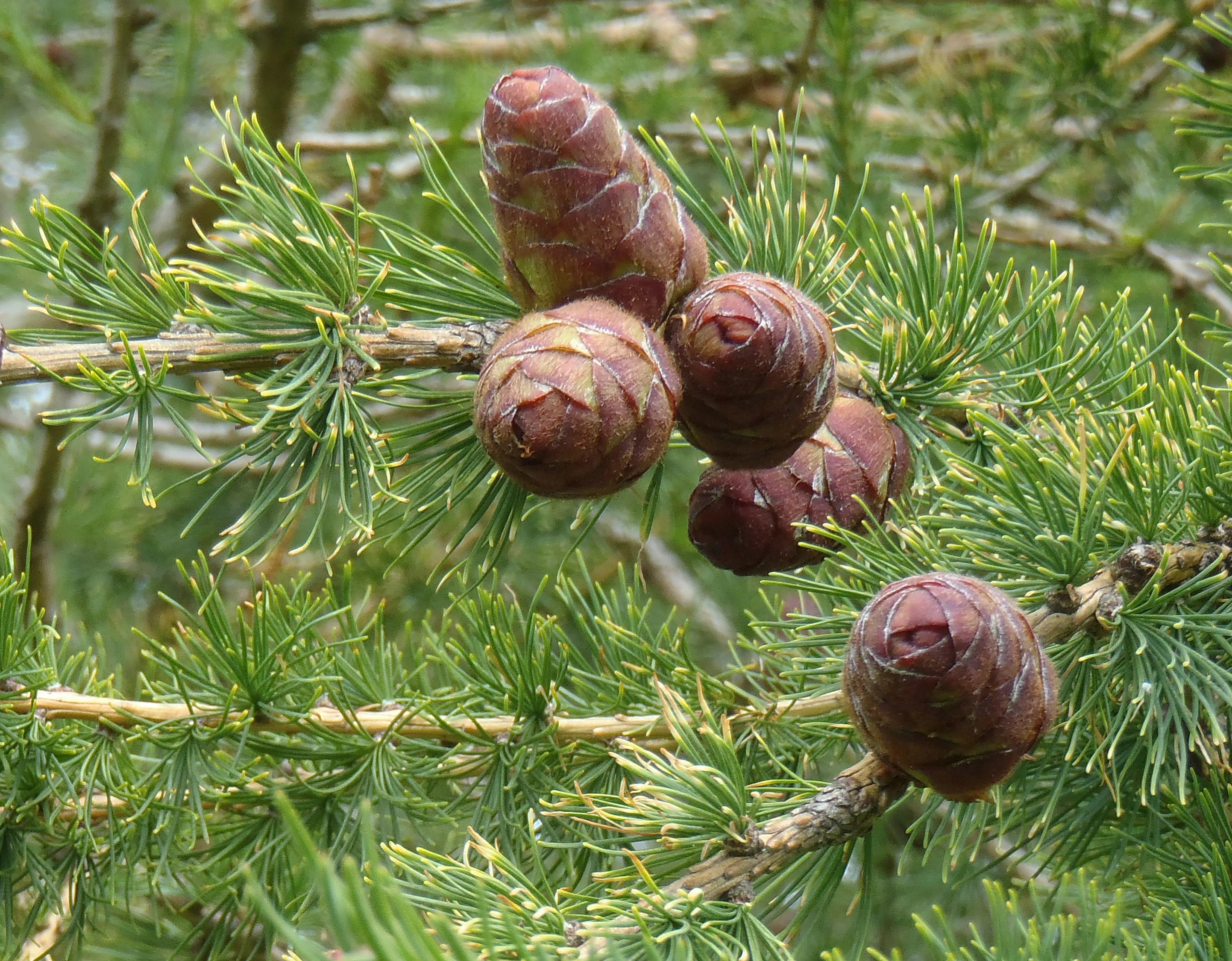 : Larix sibirica.