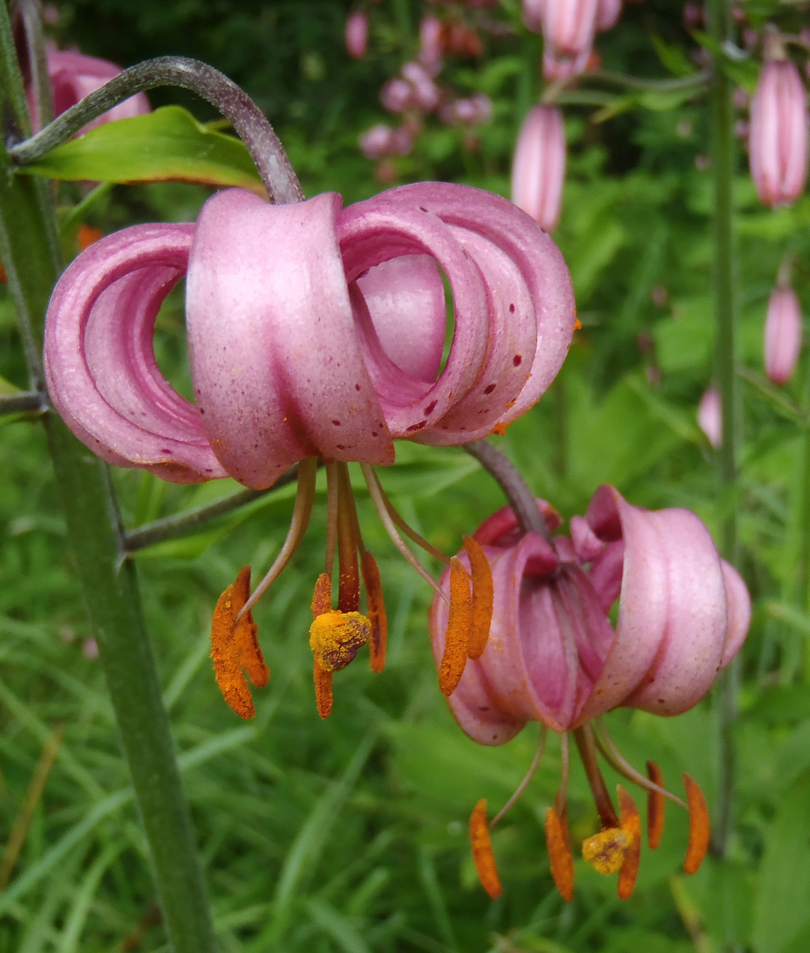 : Lilium martagon.