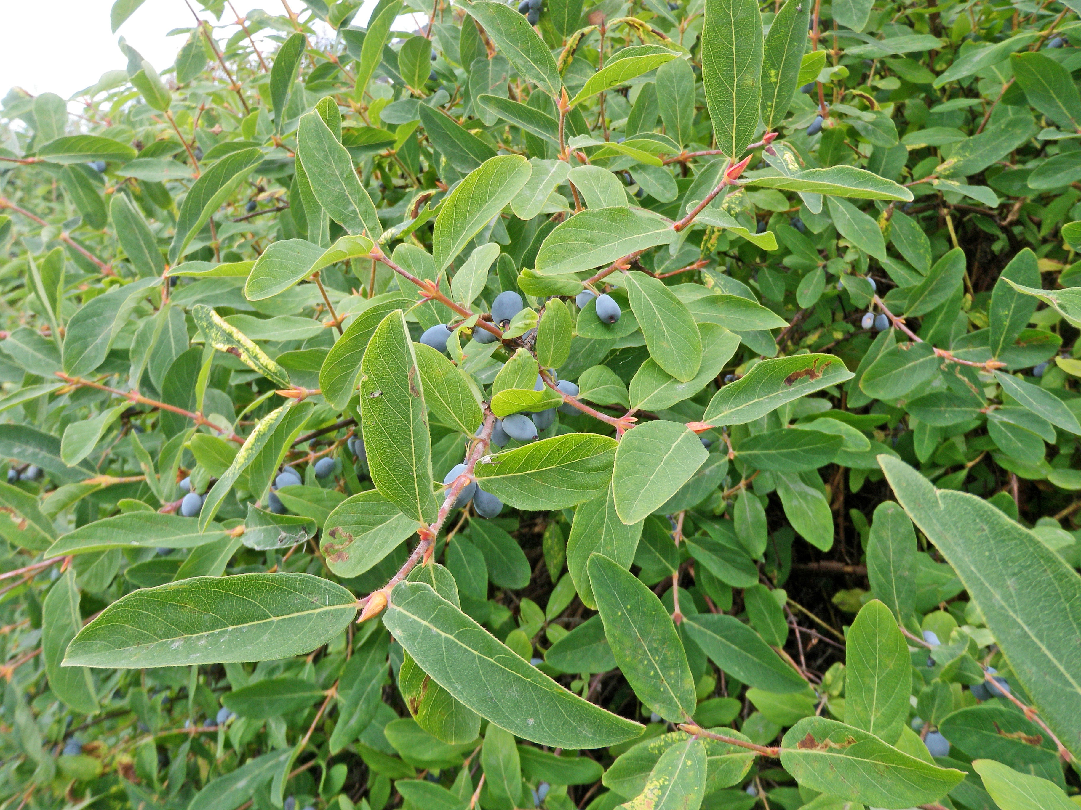 : Lonicera caerulea.