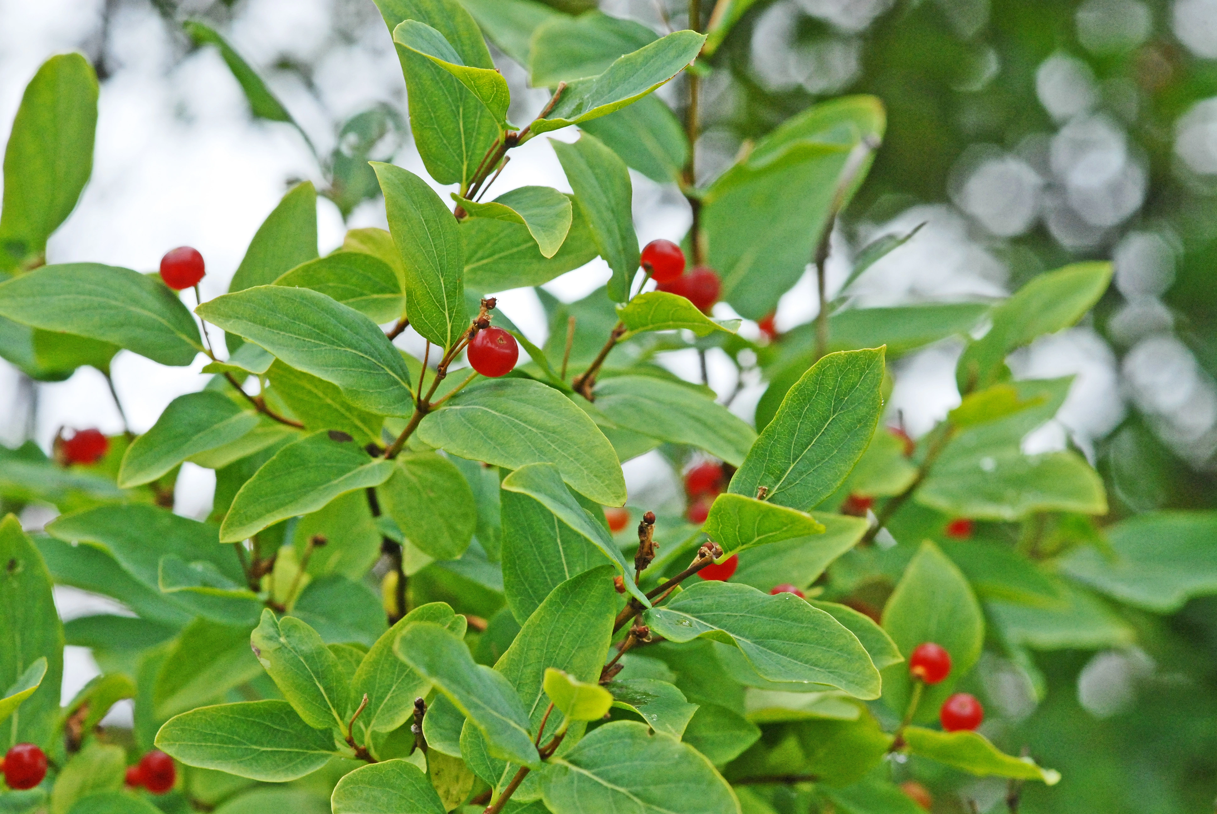 : Lonicera tatarica.