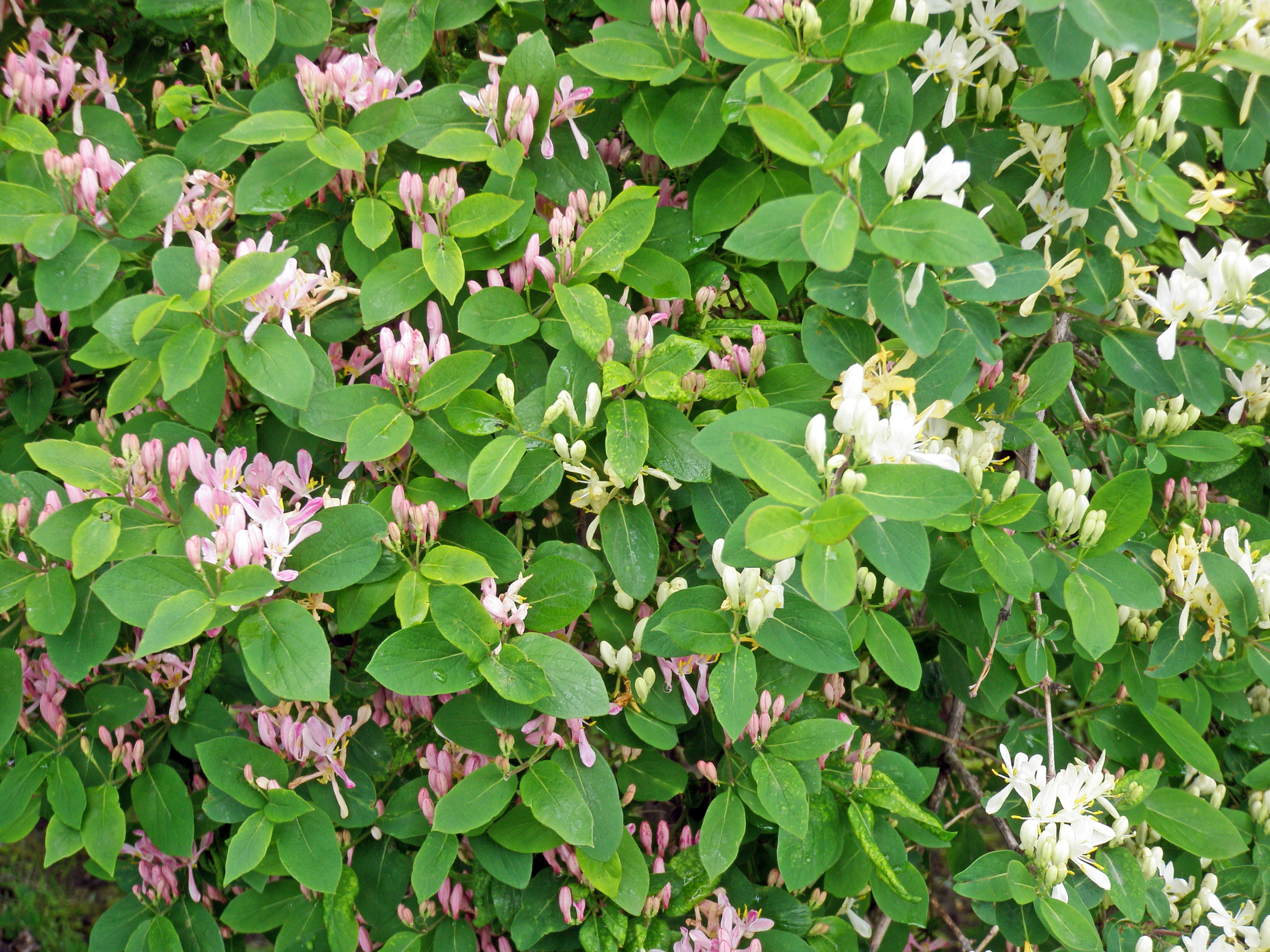 : Lonicera tatarica.