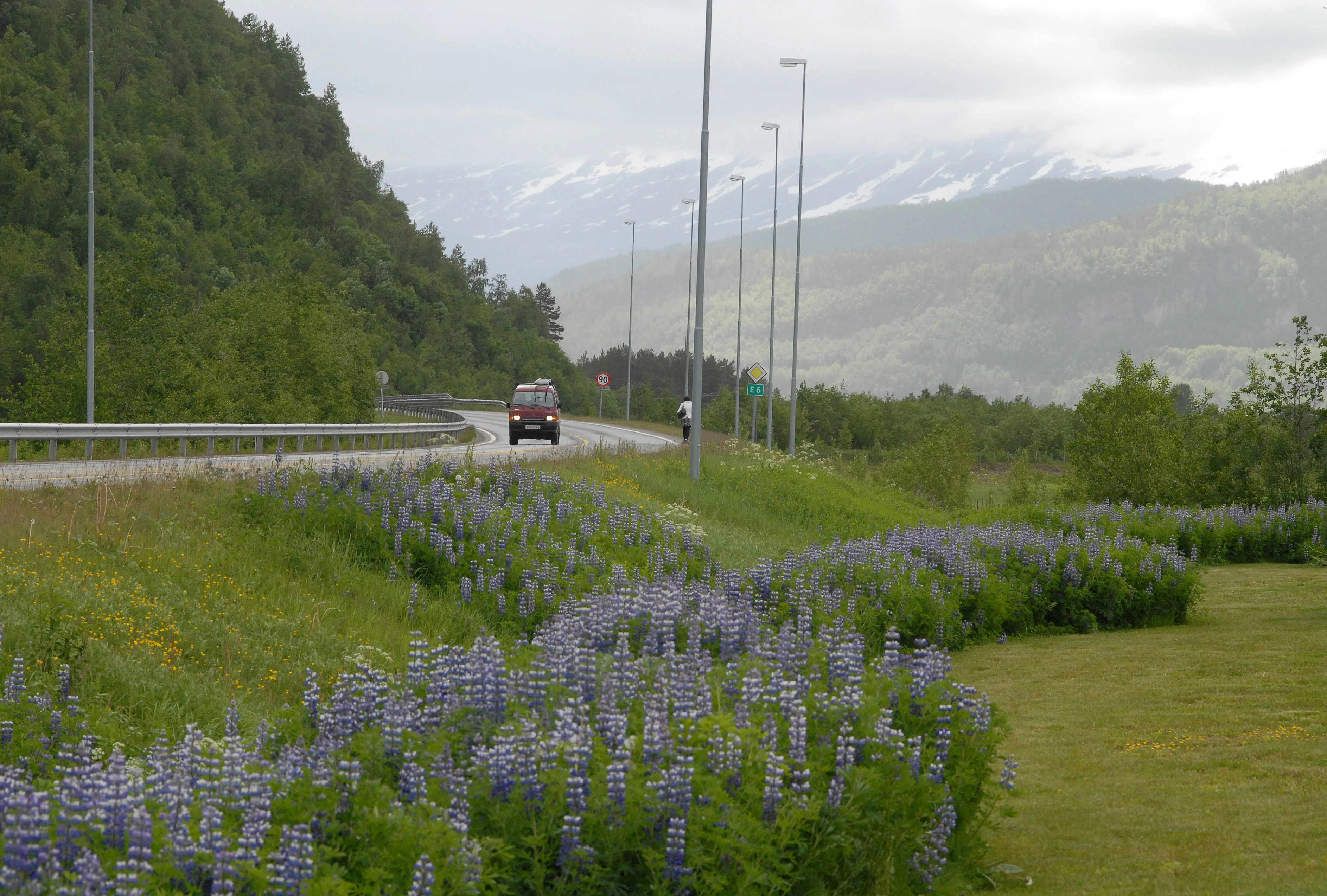 : Lupinus nootkatensis.