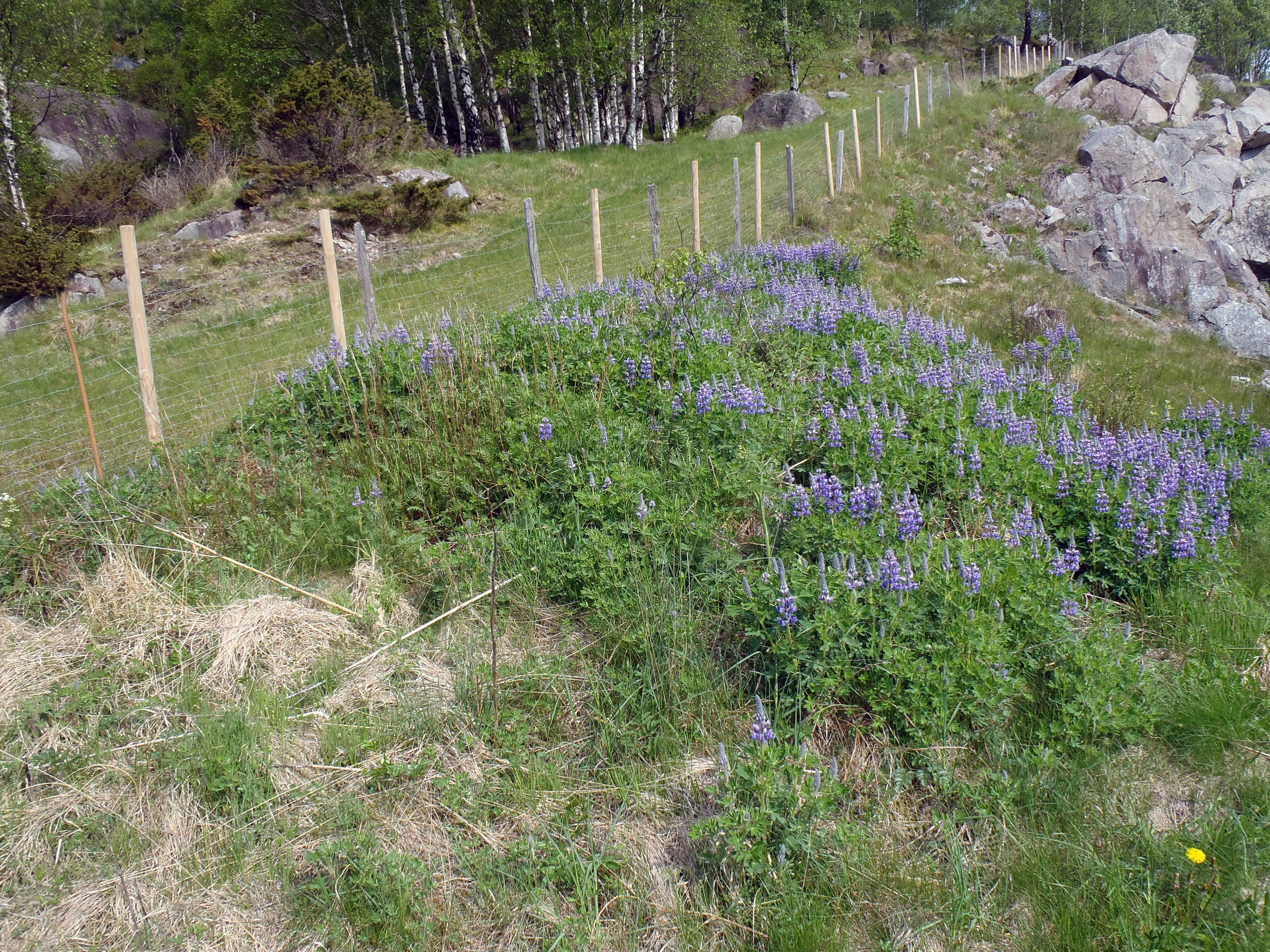 : Lupinus nootkatensis.