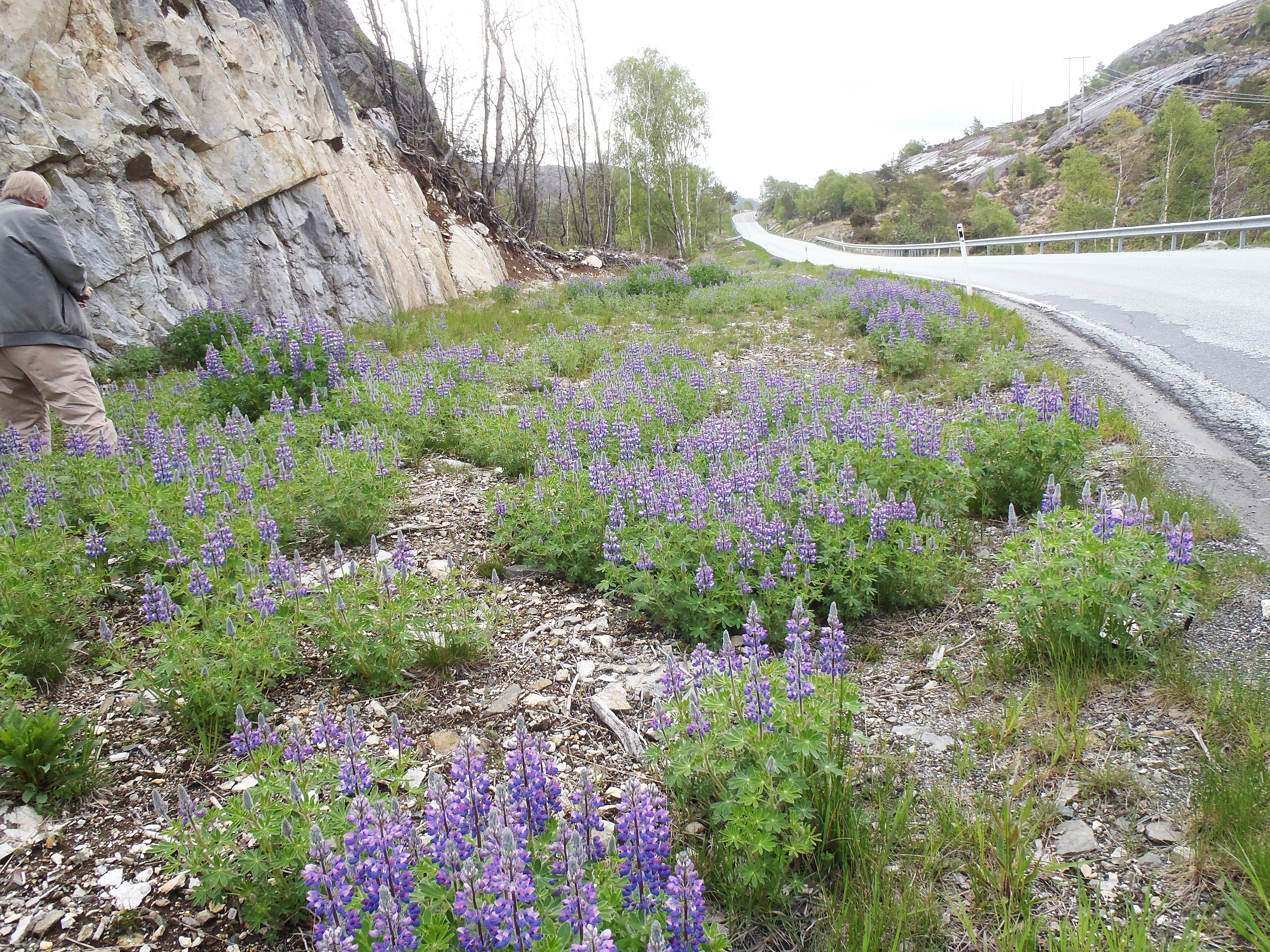 : Lupinus nootkatensis.