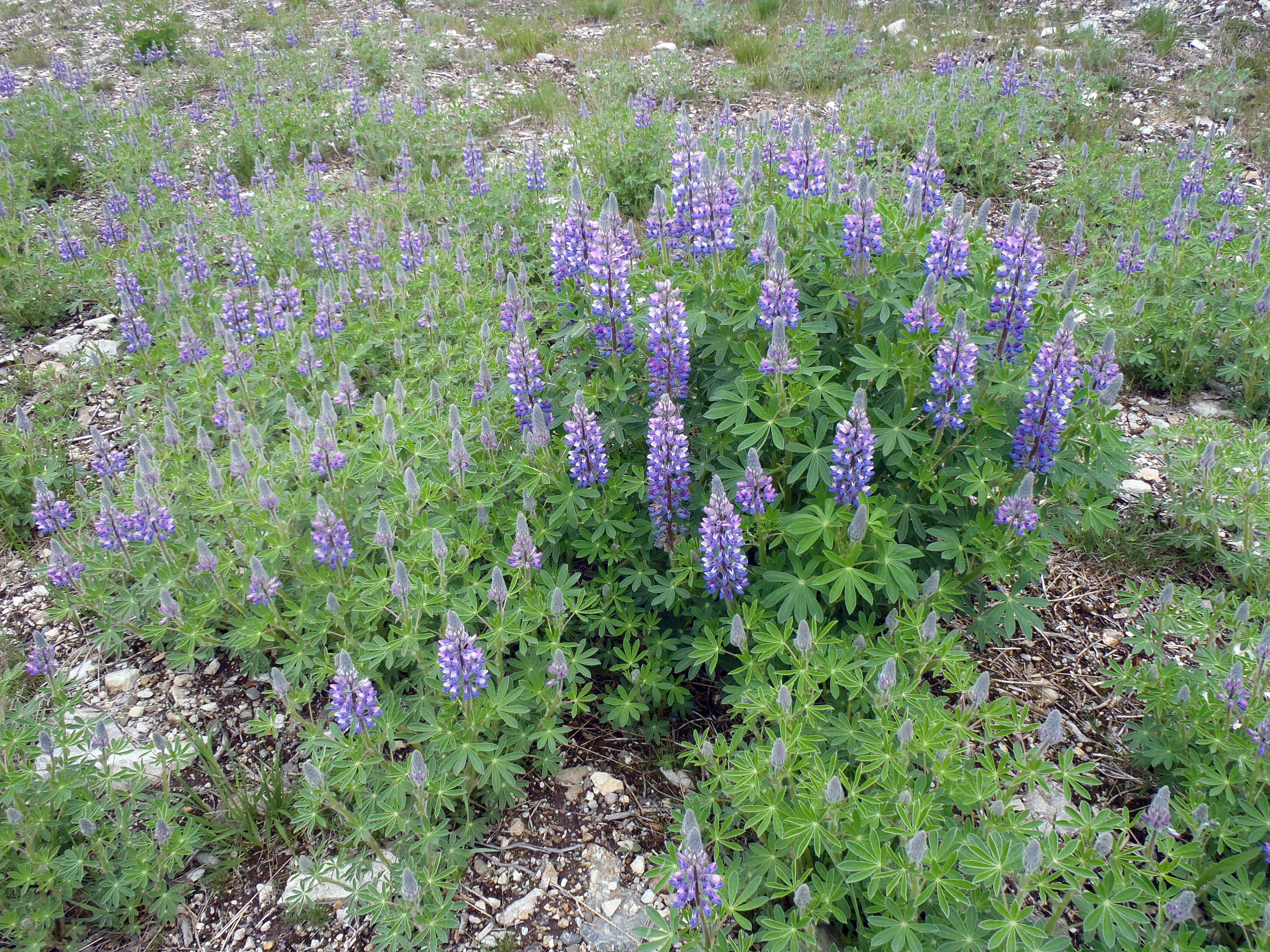 : Lupinus nootkatensis.