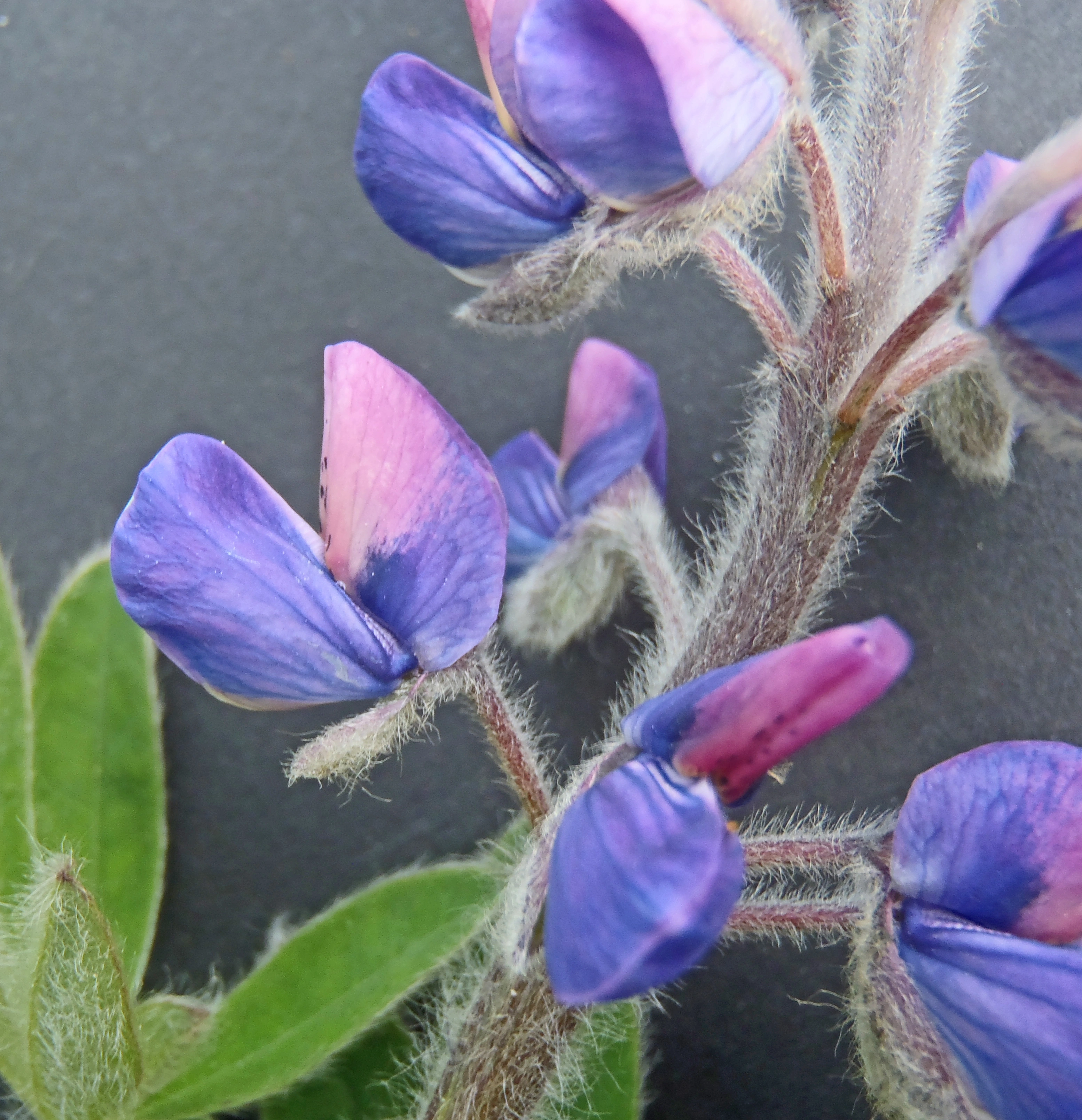 : Lupinus nootkatensis.