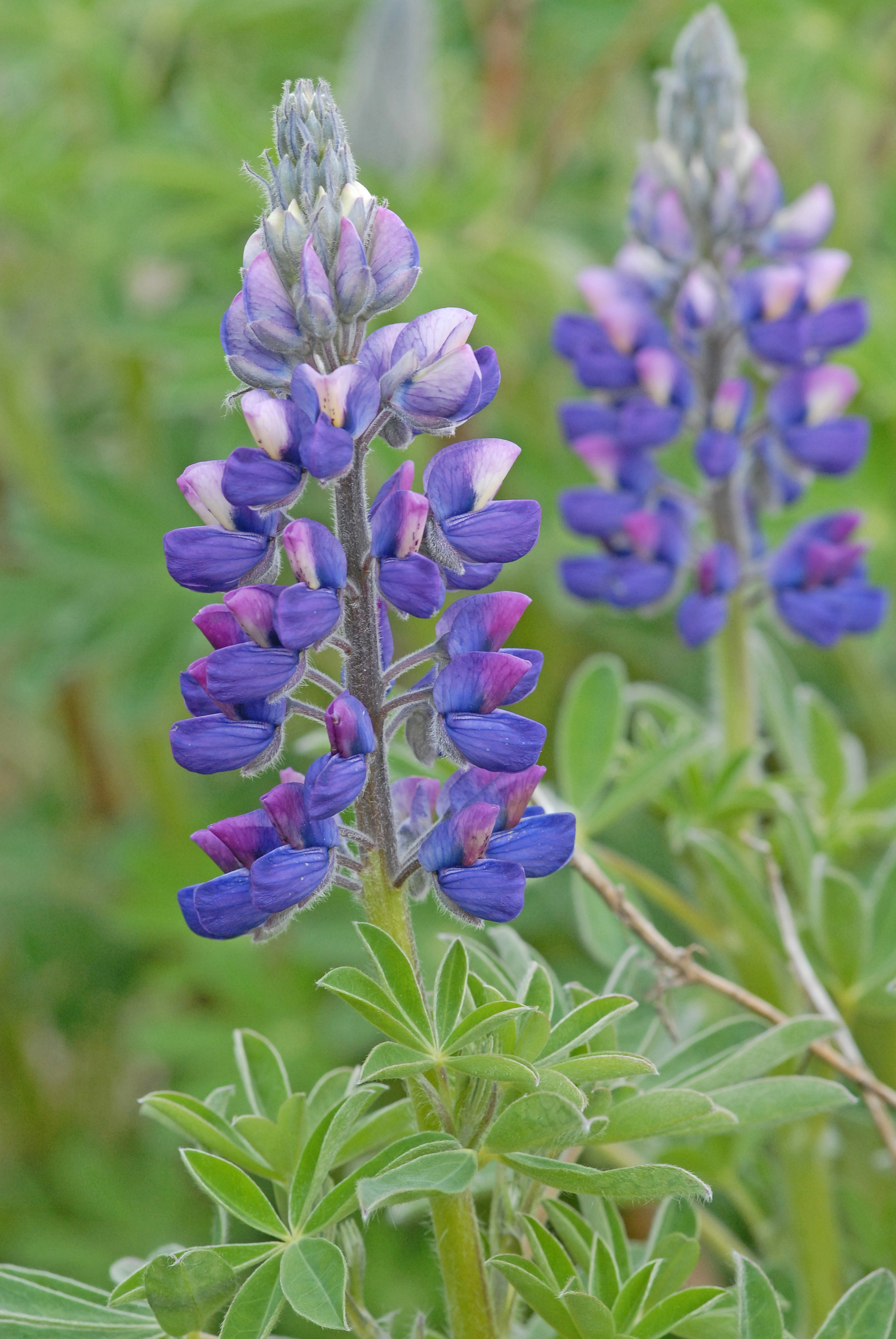 : Lupinus nootkatensis.