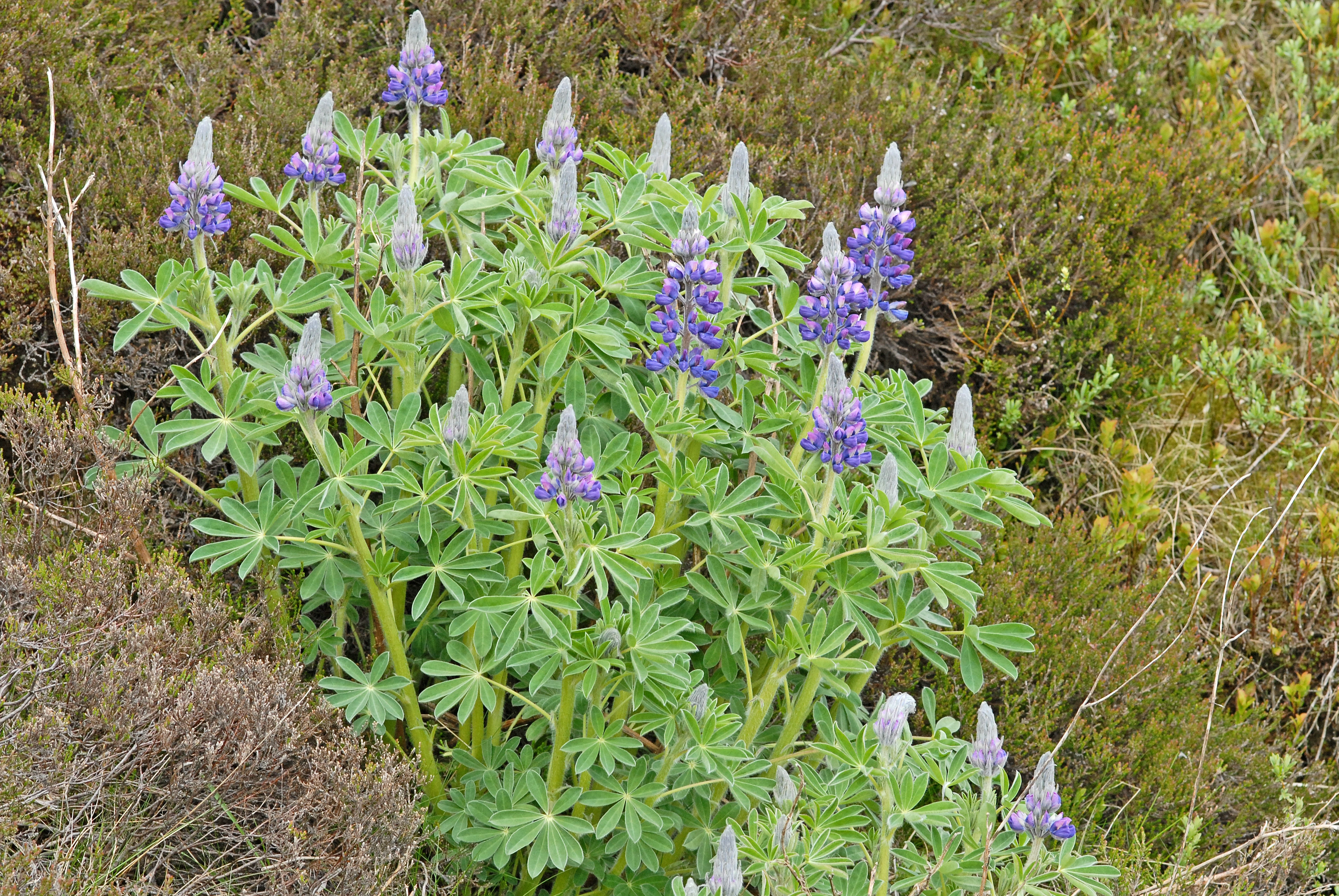 : Lupinus nootkatensis.