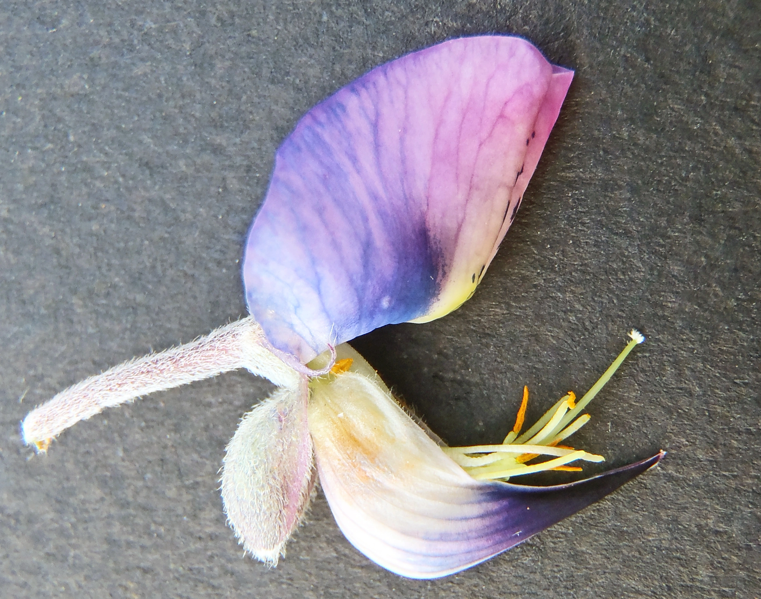 : Lupinus nootkatensis.