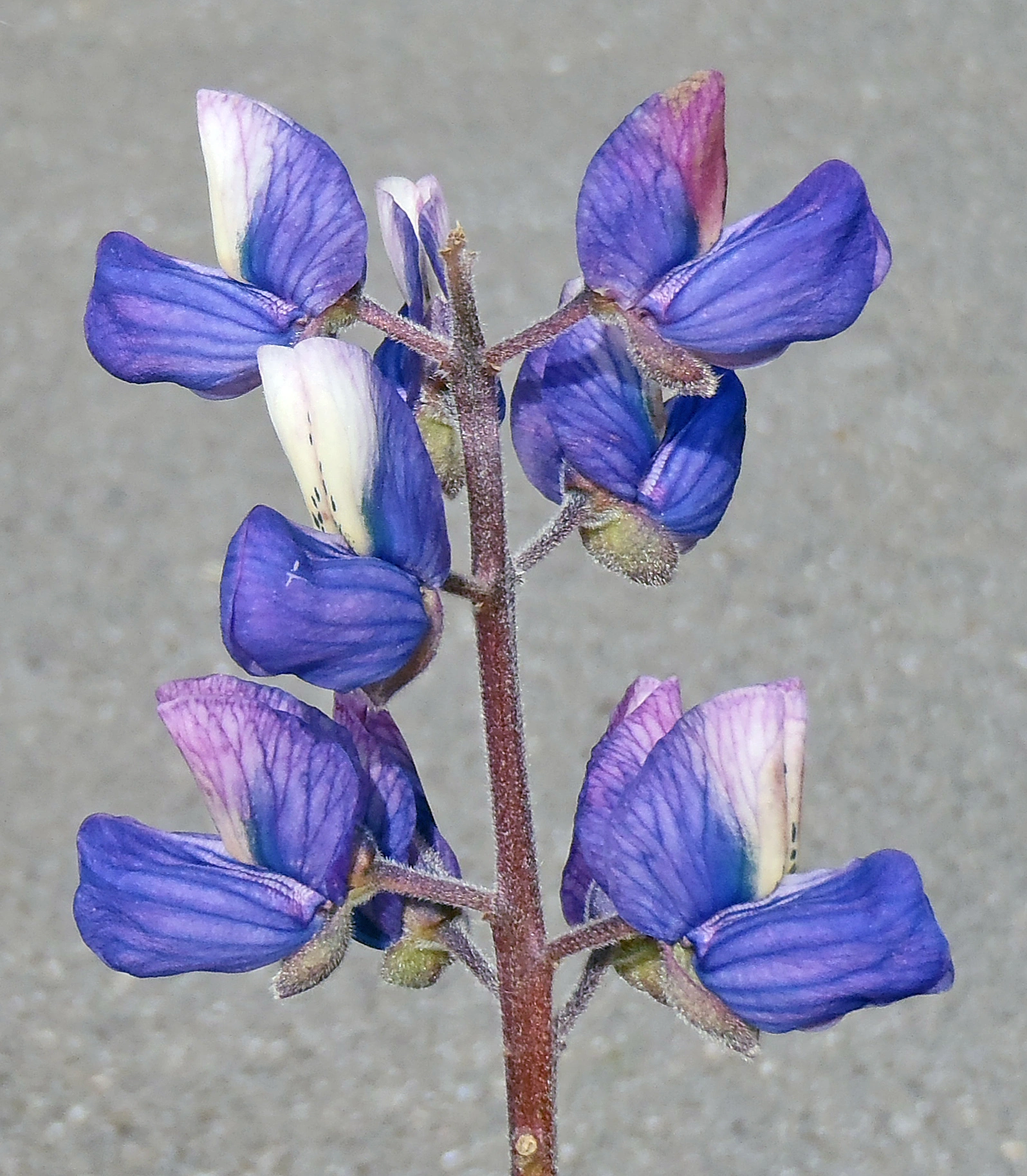 : Lupinus nootkatensis.