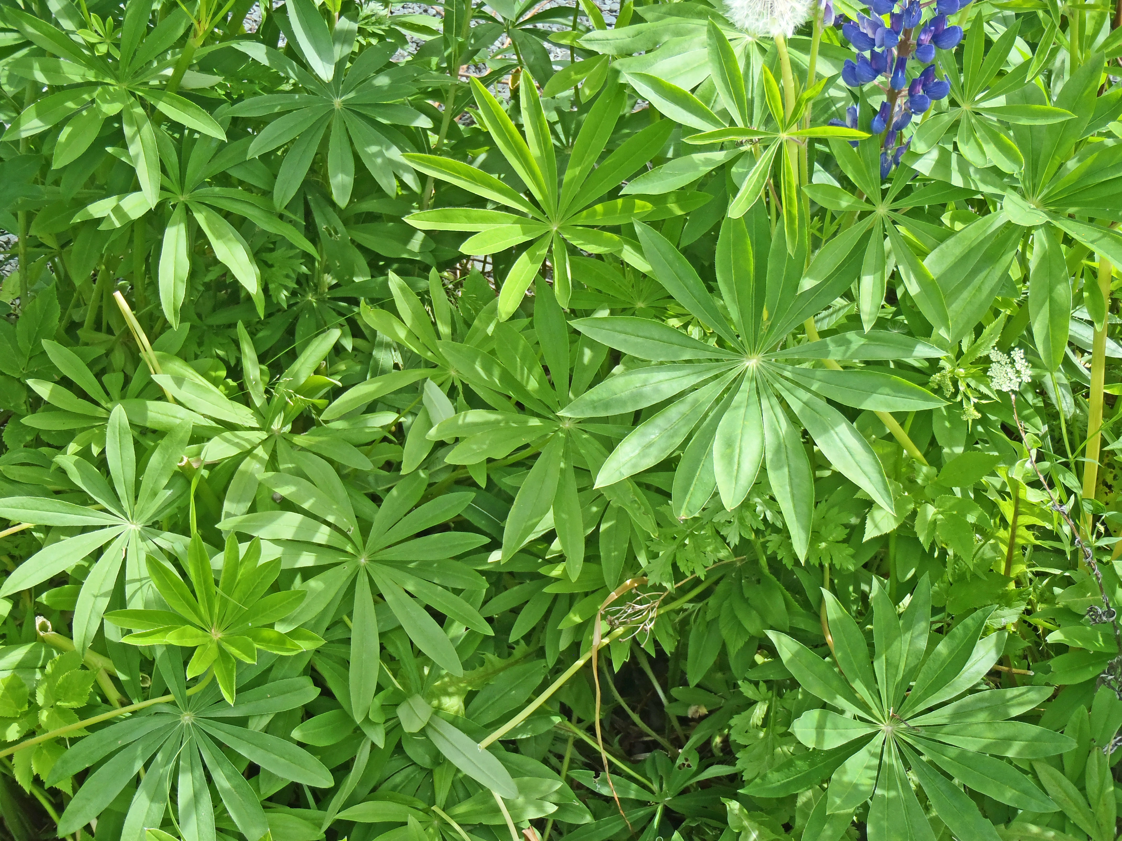 : Lupinus polyphyllus.