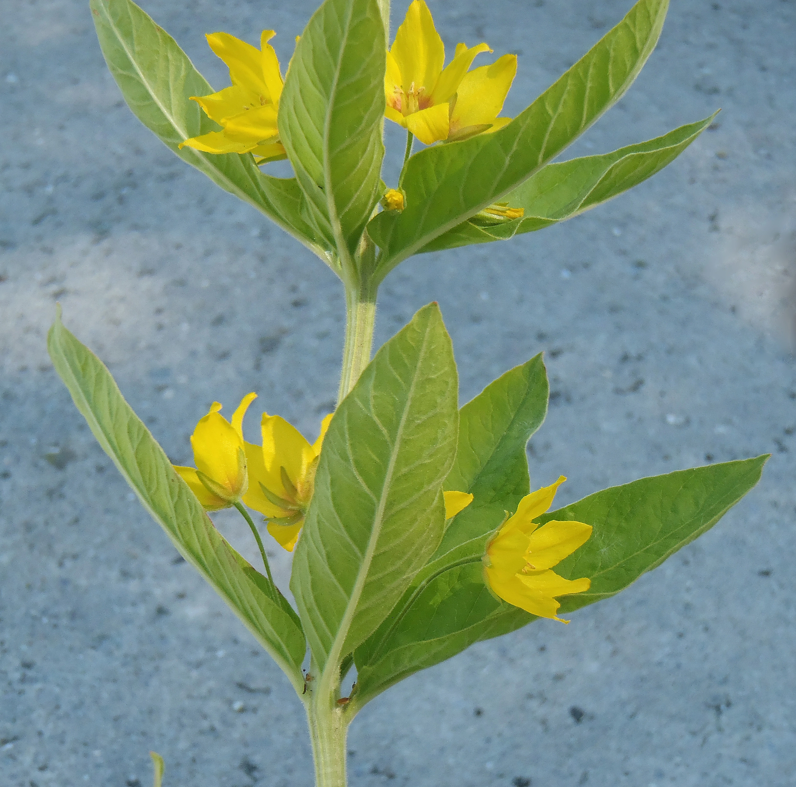 : Lysimachia punctata.