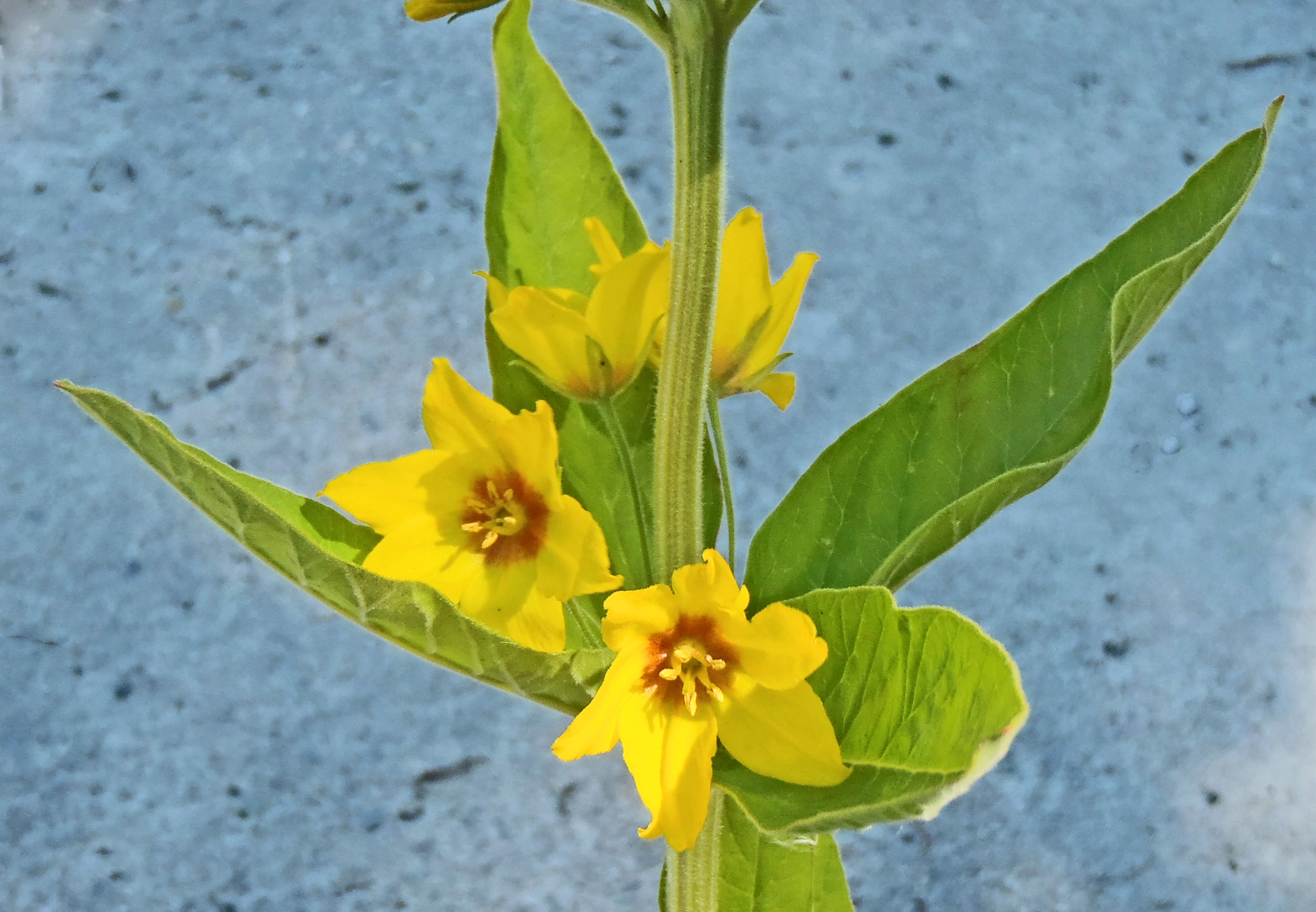 : Lysimachia punctata.