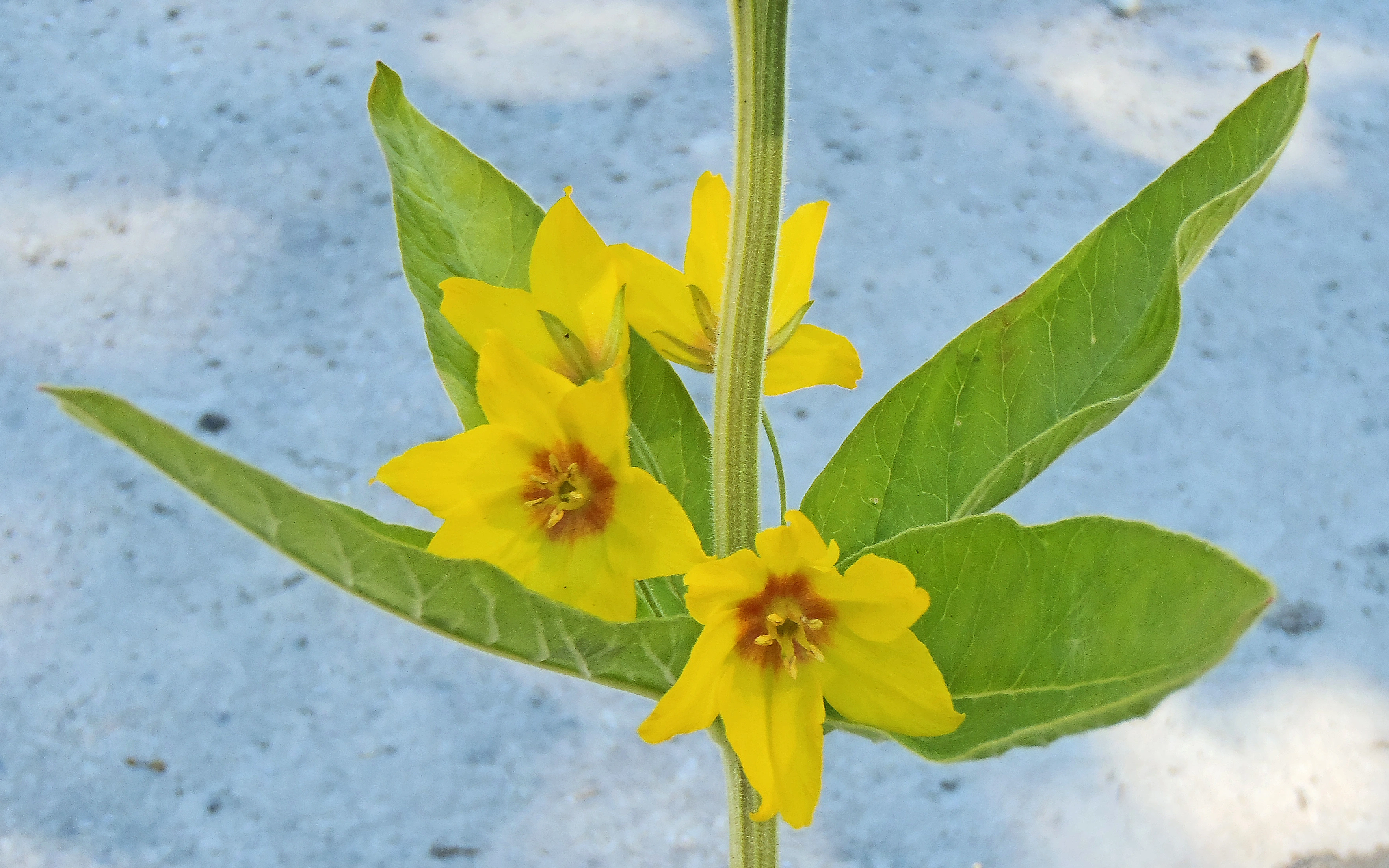 : Lysimachia punctata.