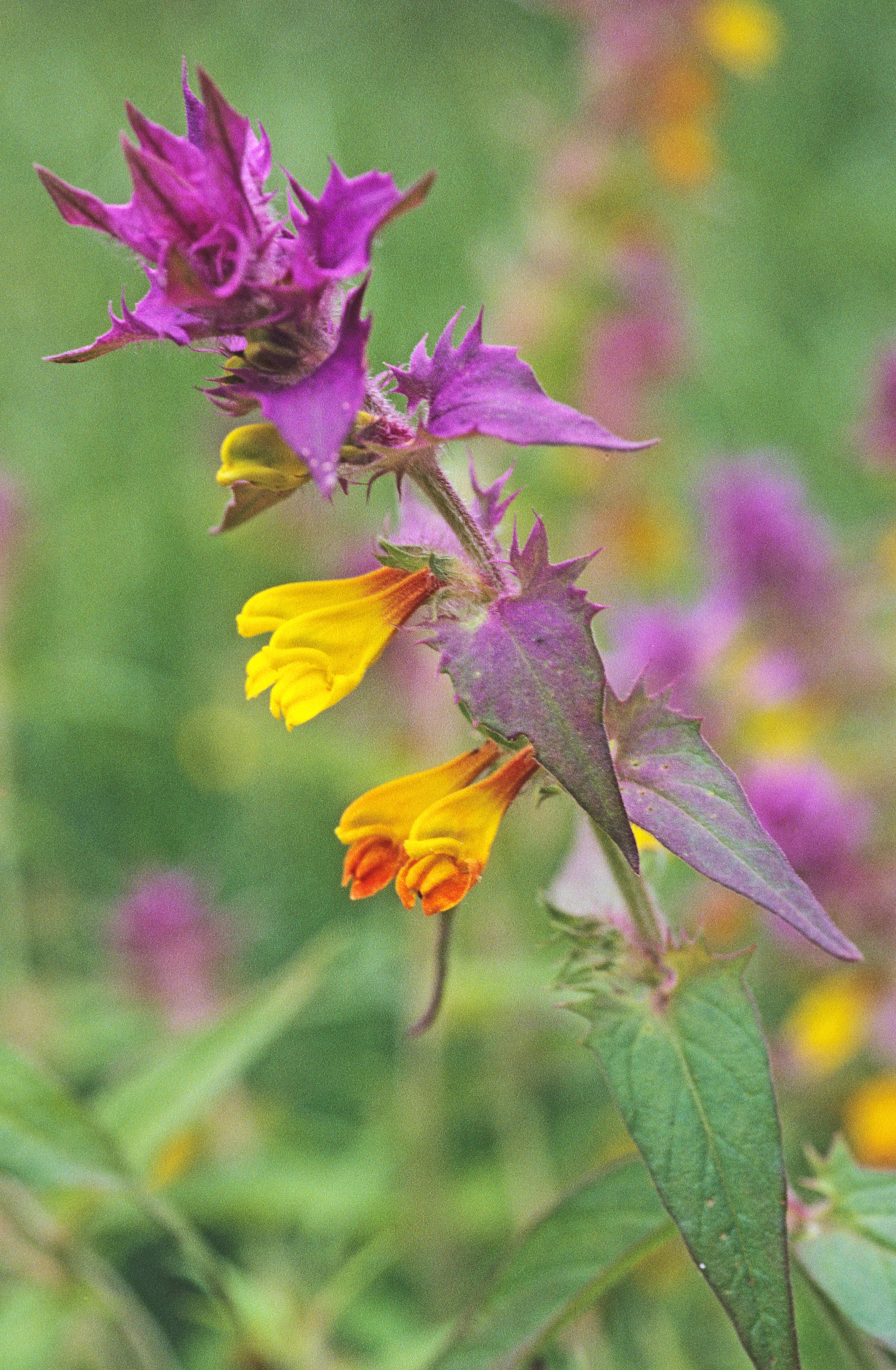 : Melampyrum nemorosum.