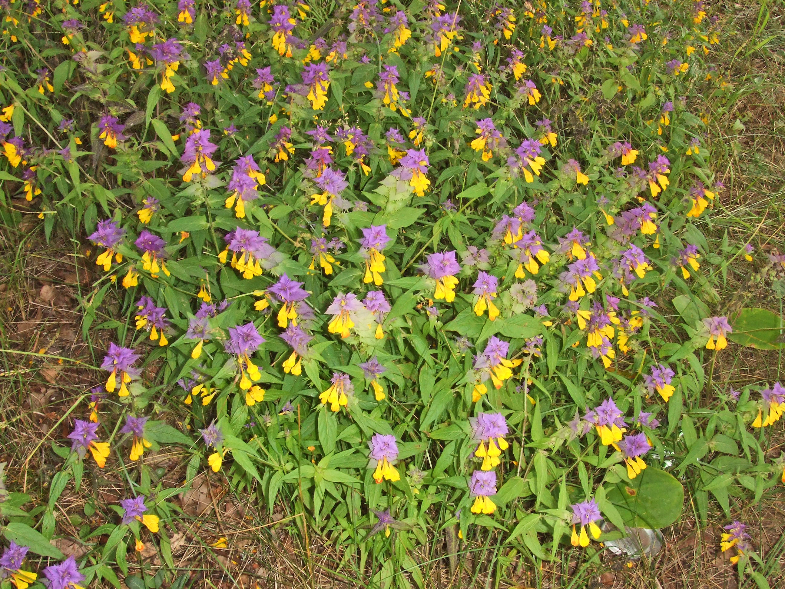 : Melampyrum nemorosum.