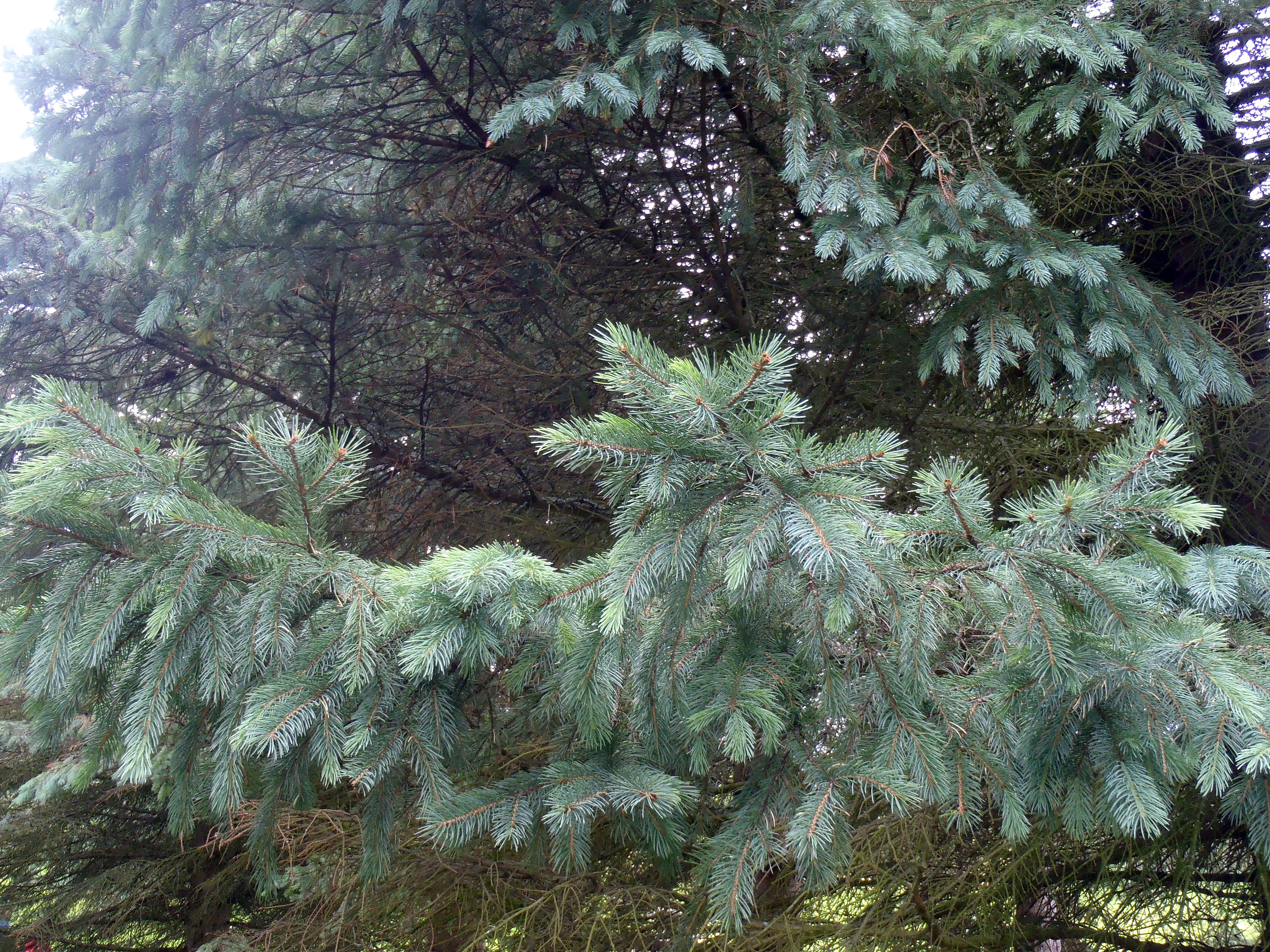 : Picea engelmannii.