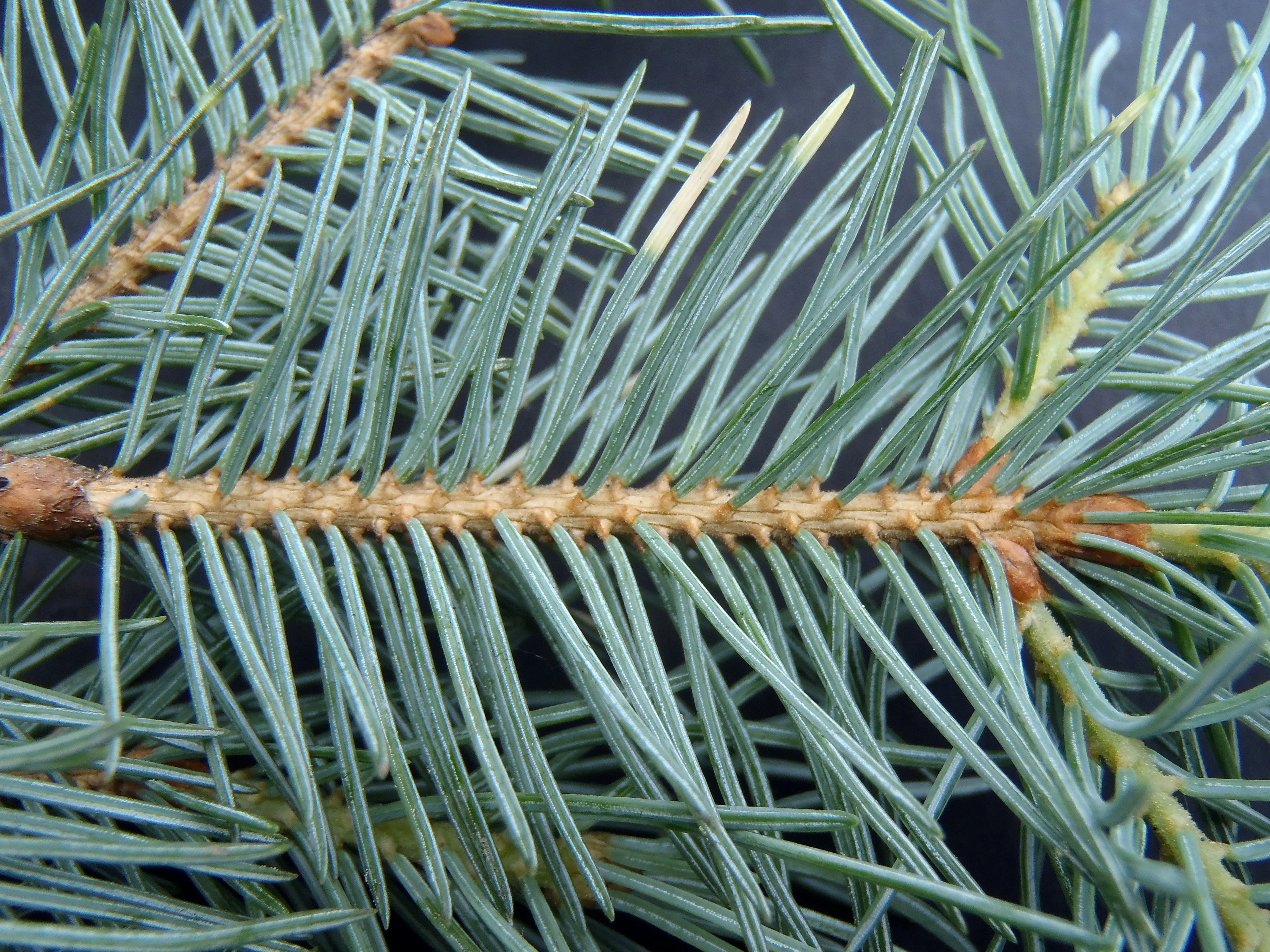 : Picea engelmannii.