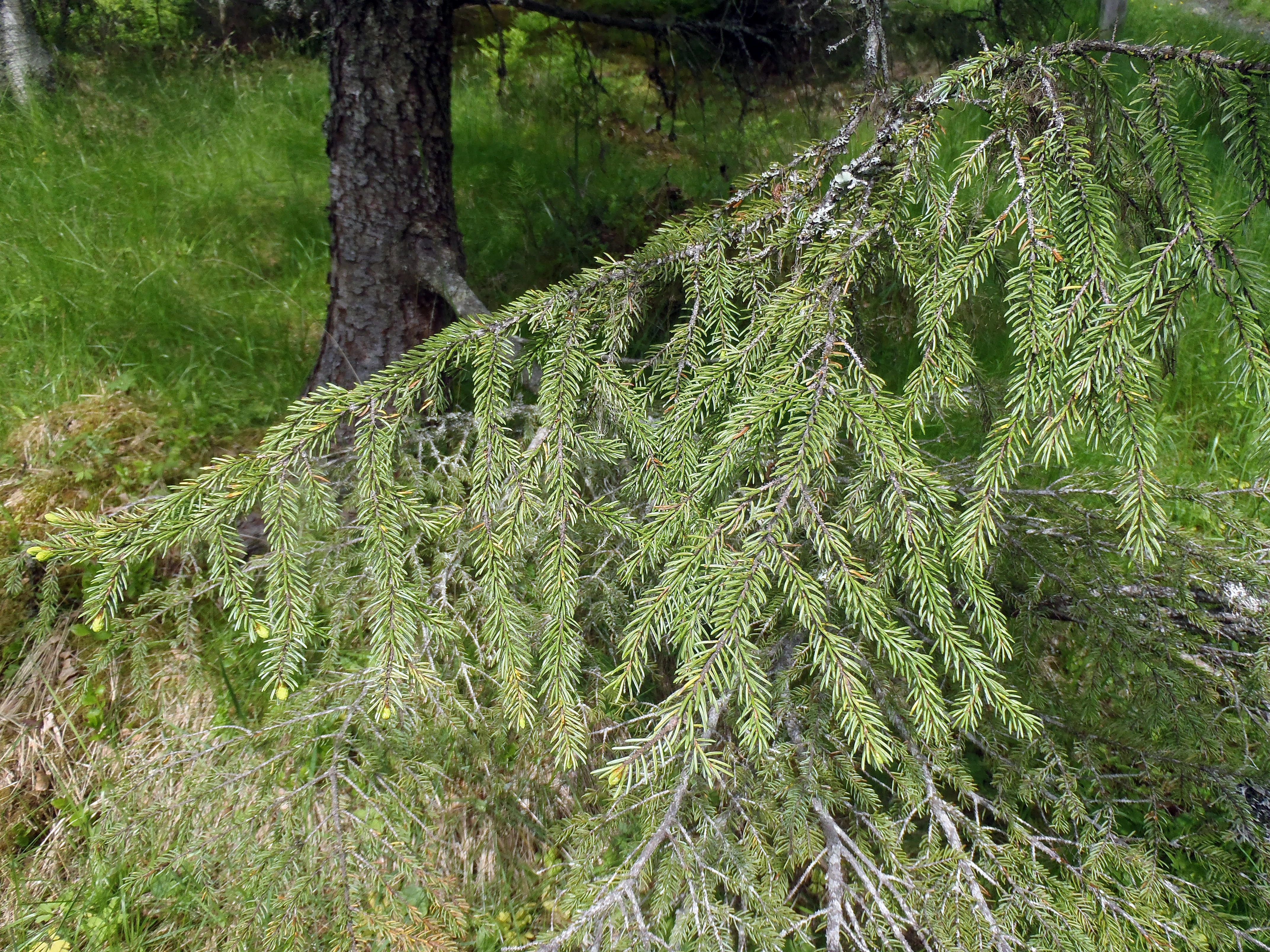 : Picea mariana.