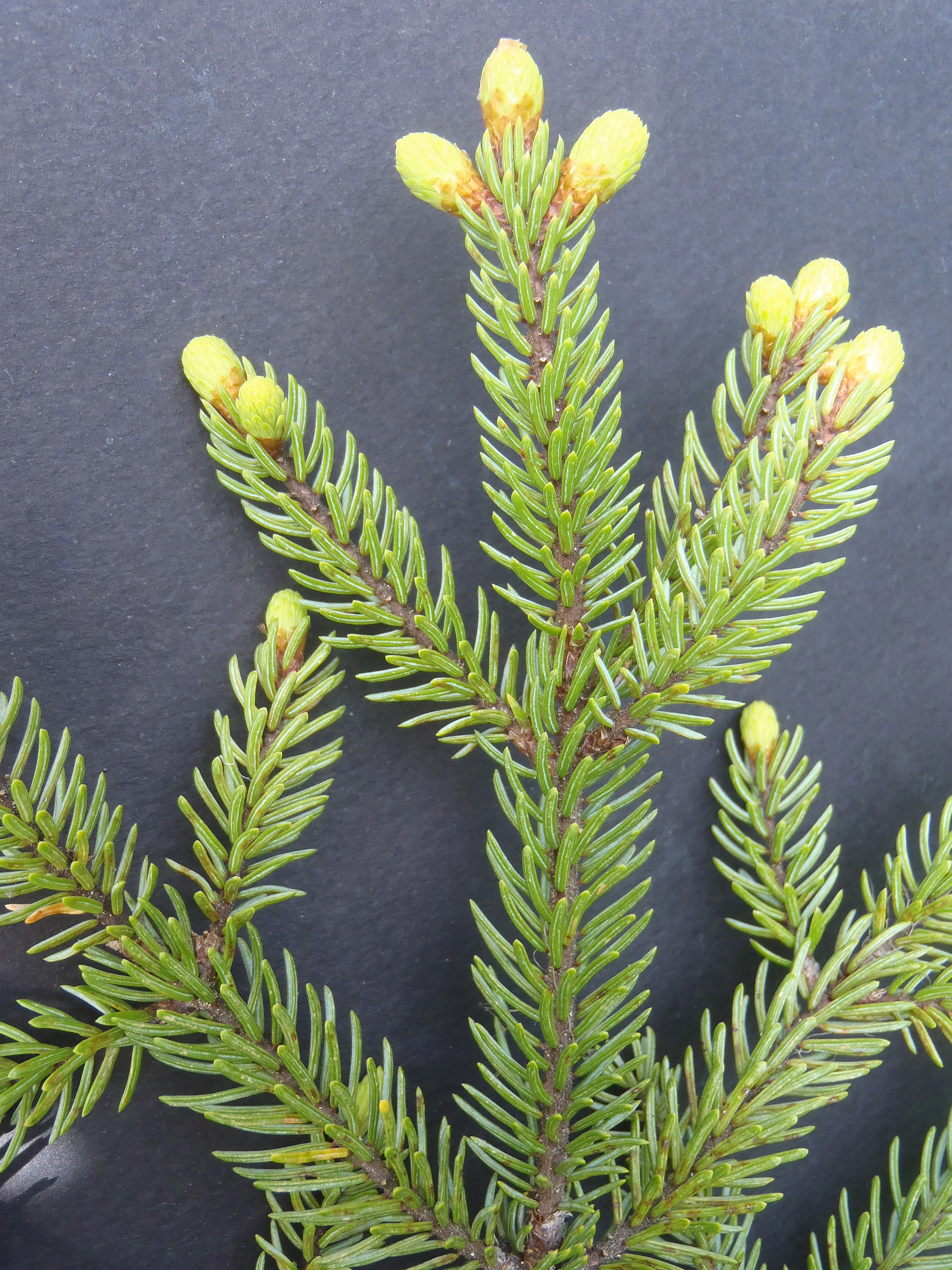 : Picea mariana.