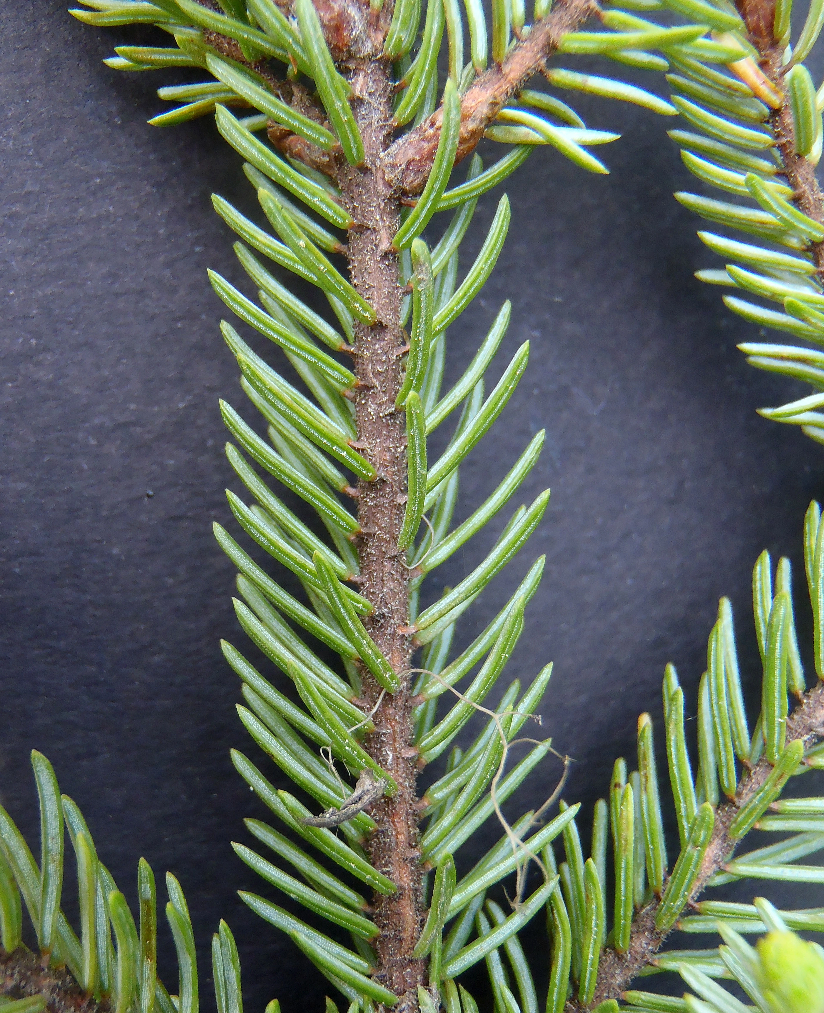 : Picea mariana.