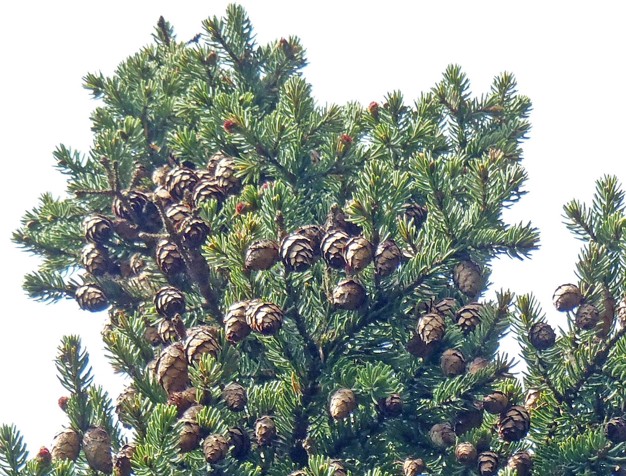 : Picea mariana.