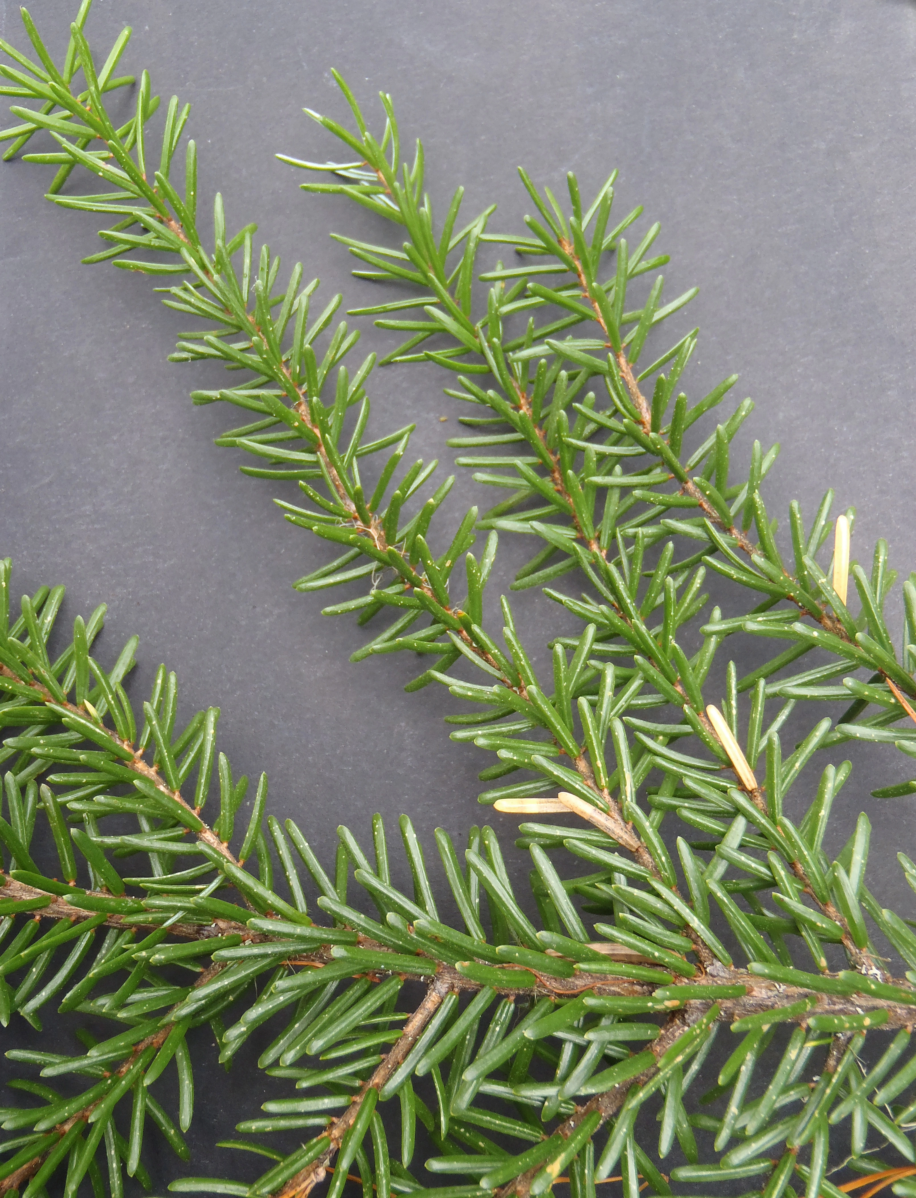 : Picea omorika.