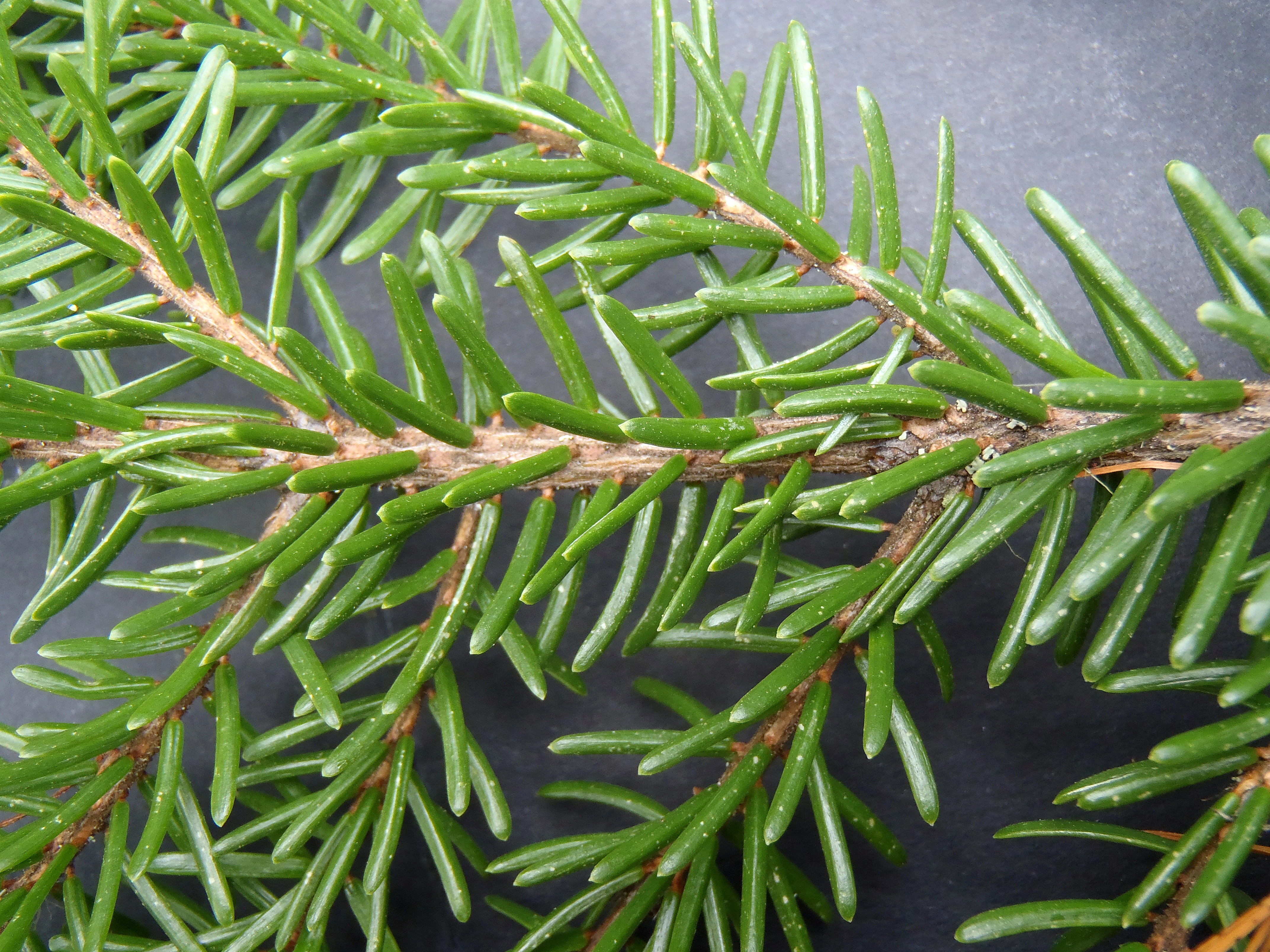 : Picea omorika.