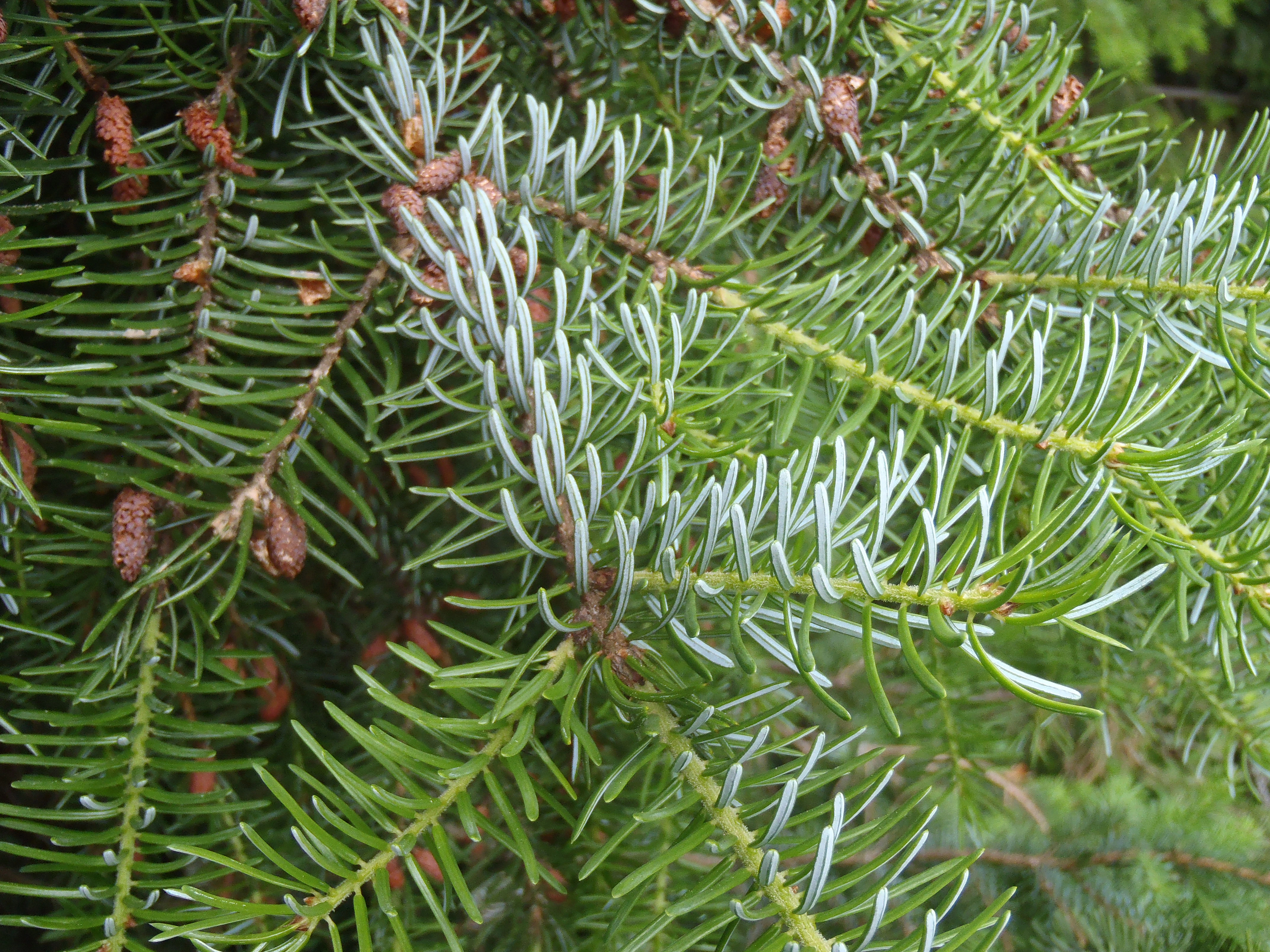 : Picea omorika.