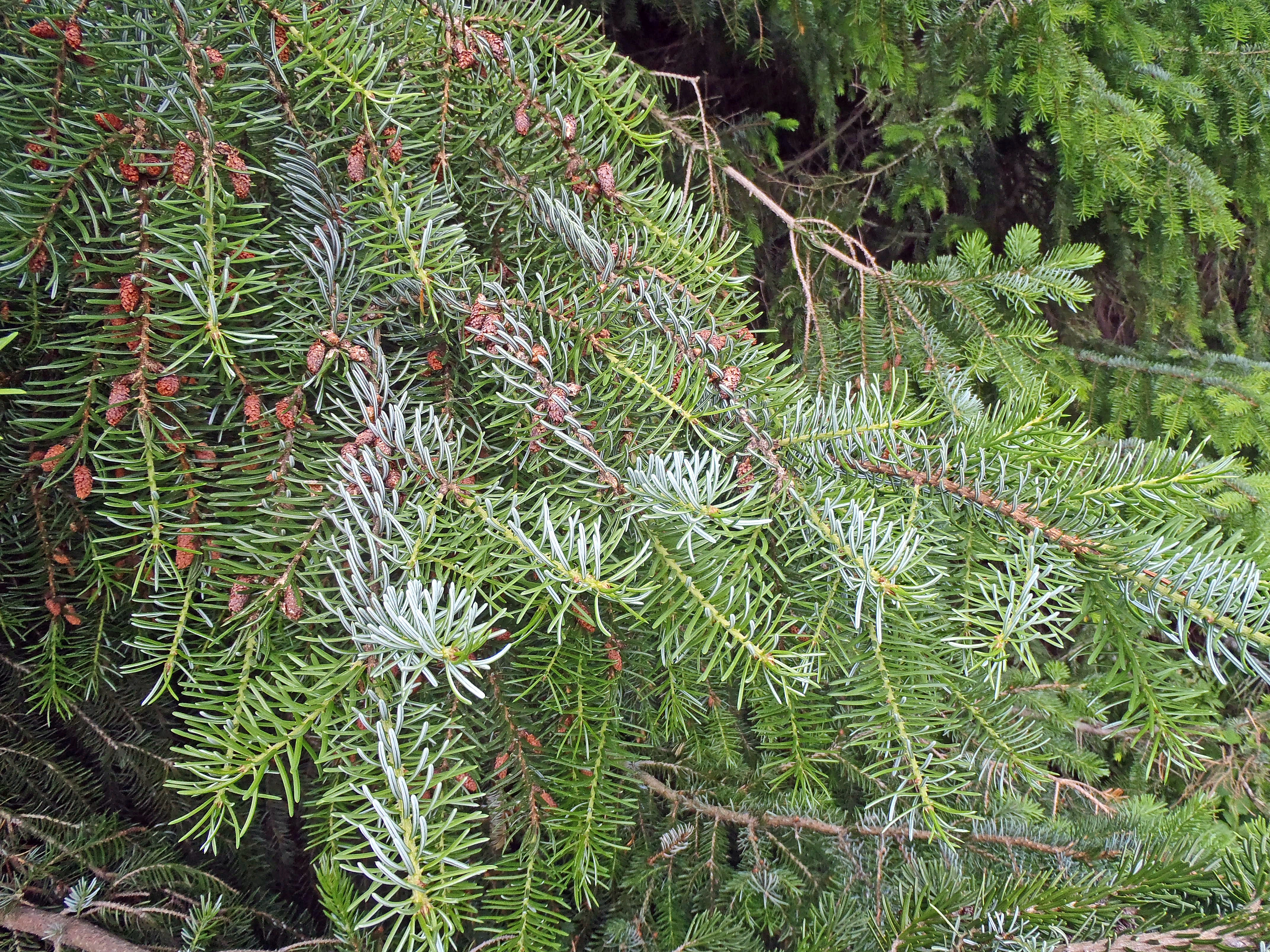 : Picea omorika.