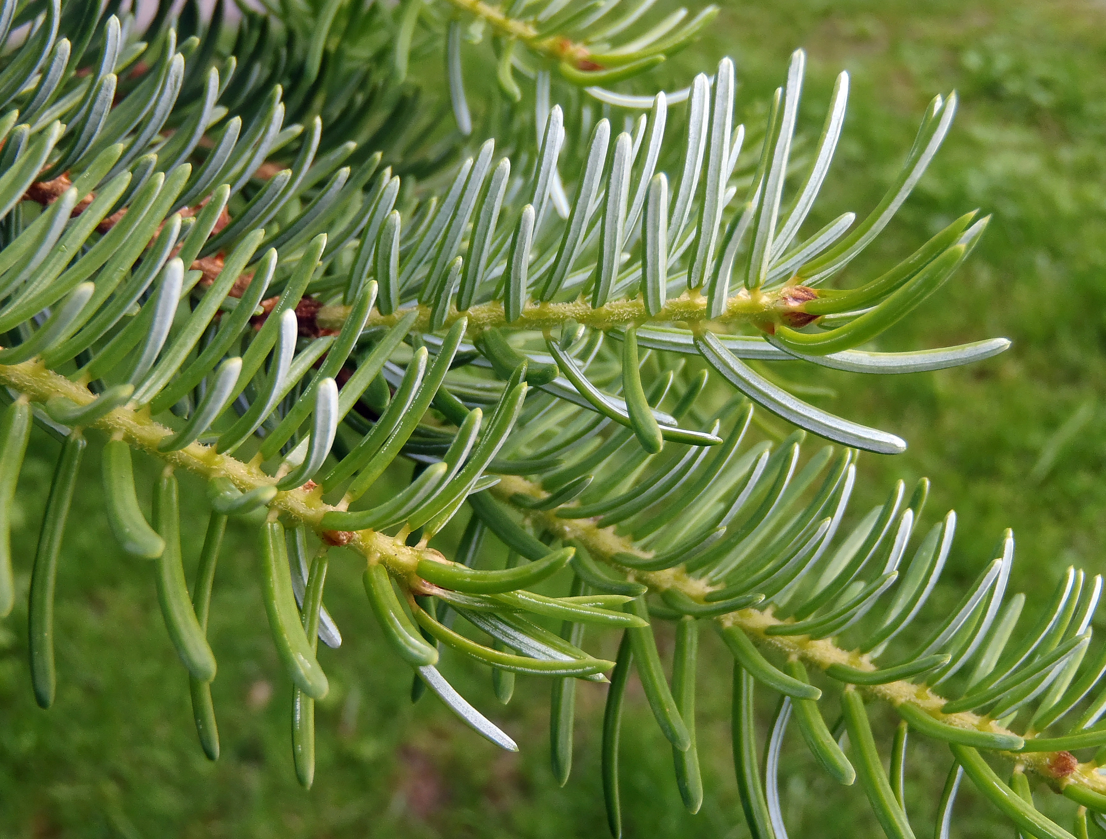 : Picea omorika.