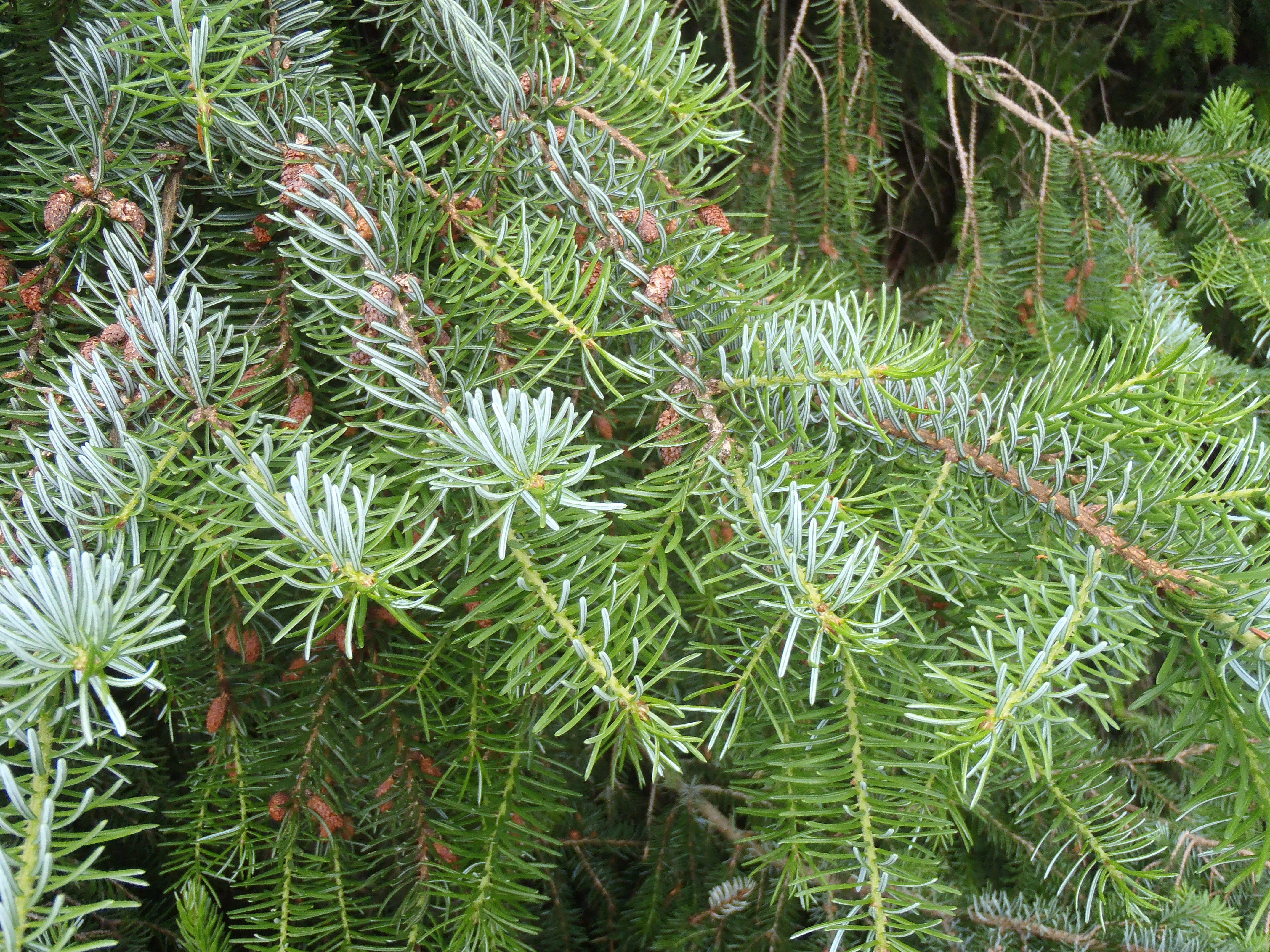 : Picea omorika.