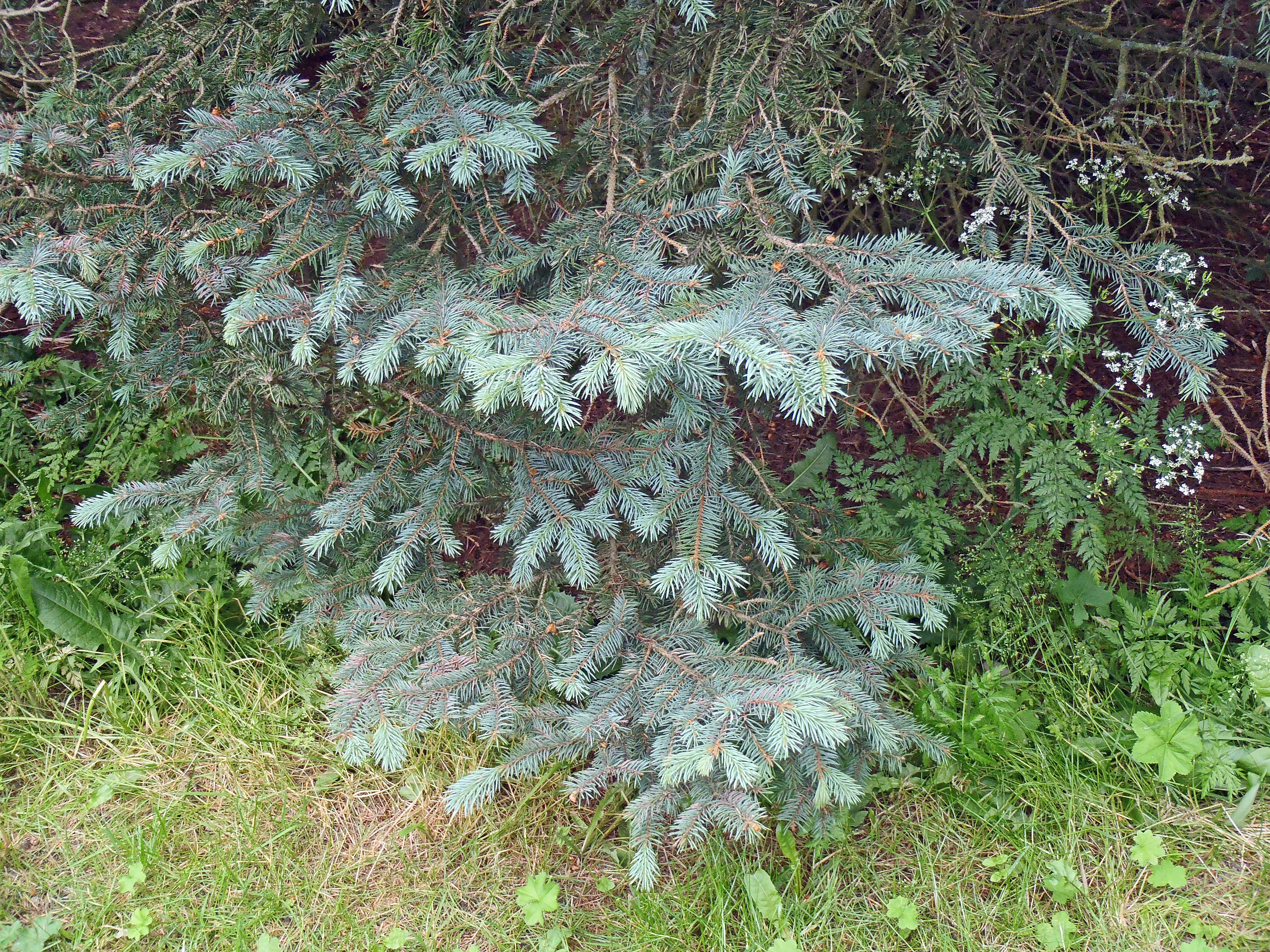 : Picea pungens.