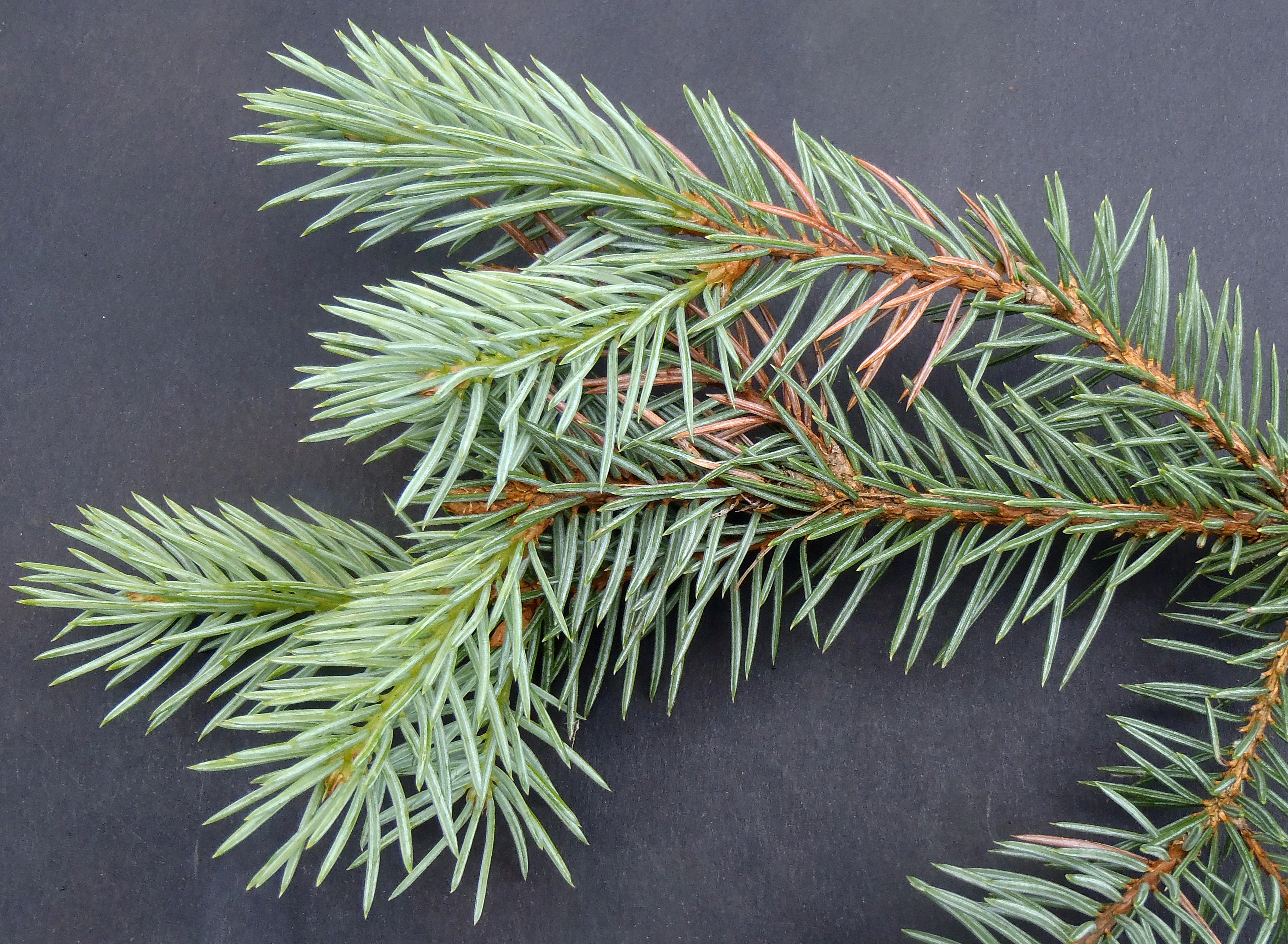 : Picea pungens.